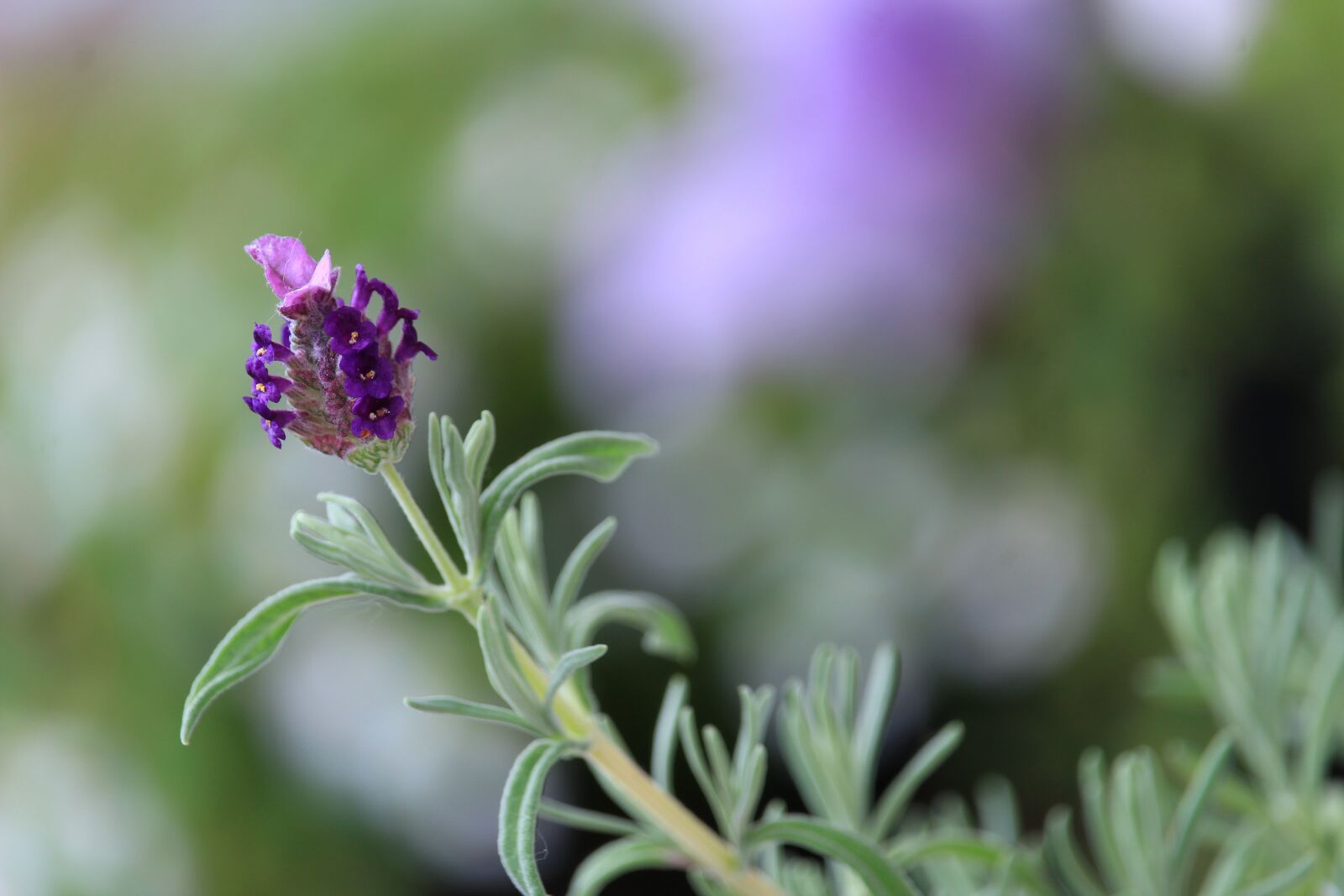 Canon EOS 1300D (EOS Rebel T6 / EOS Kiss X80) sample photo. Lavender, flower, blossom photography