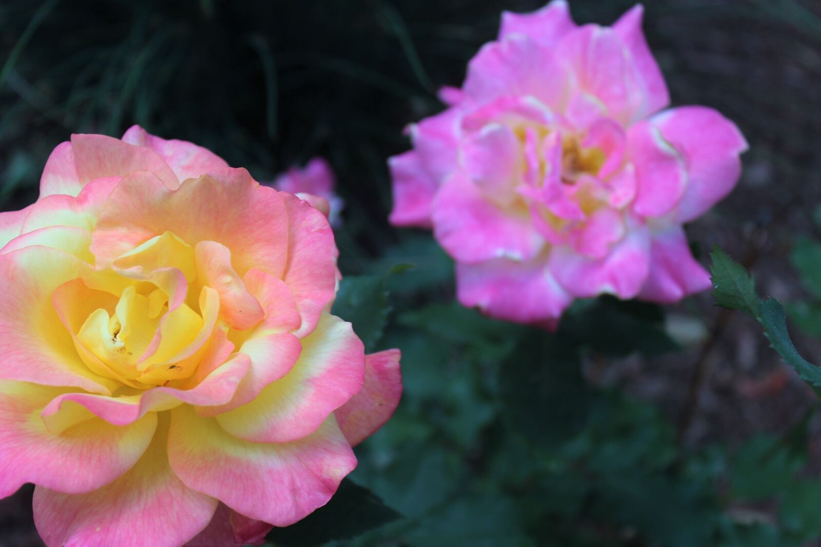 Canon EOS 1200D (EOS Rebel T5 / EOS Kiss X70 / EOS Hi) sample photo. Roses photography