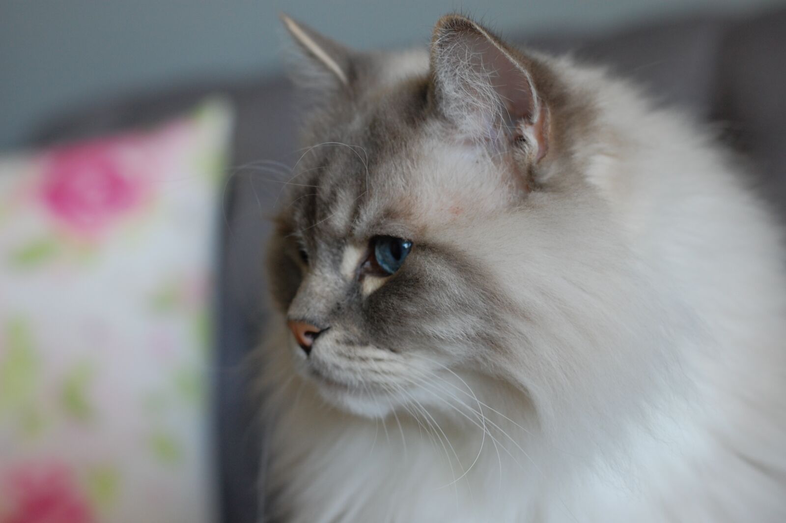 Nikon D40 sample photo. Cat, ragdoll, animal photography