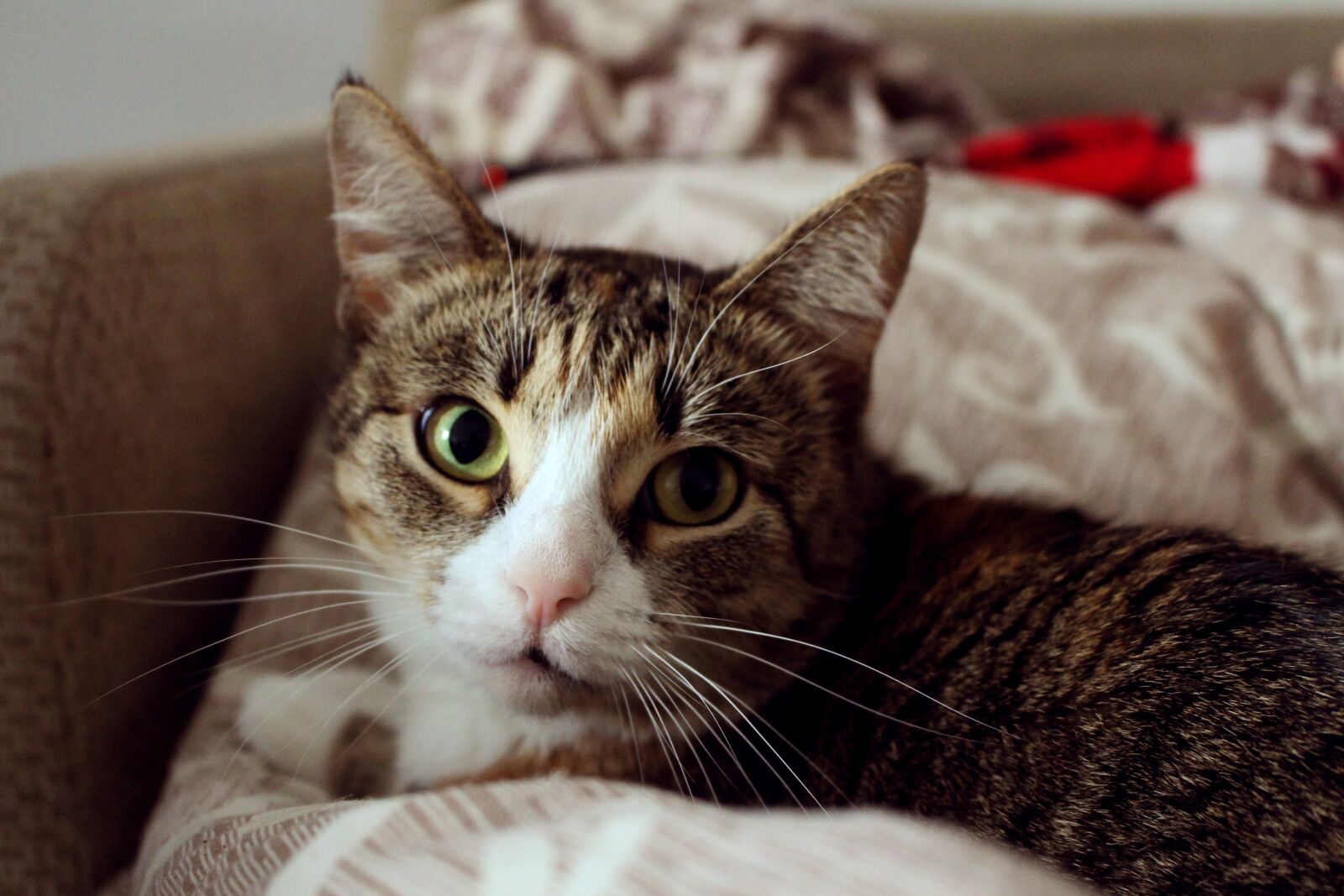Canon EOS 700D (EOS Rebel T5i / EOS Kiss X7i) sample photo. Cat, snout, fluffy cat photography