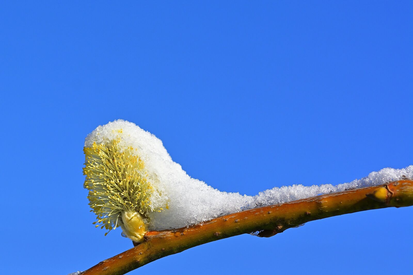 Nikon D5200 sample photo. Nature, spring, willow catkin photography