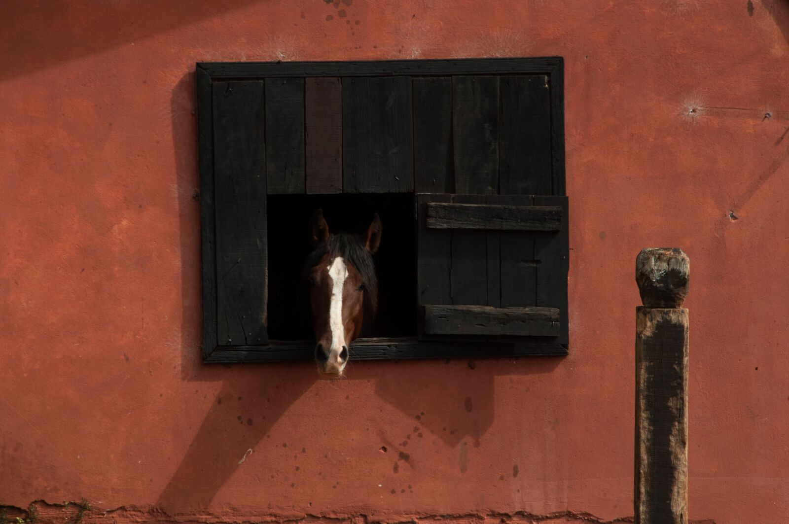 Nikon D90 sample photo. Horse, mare, nature photography