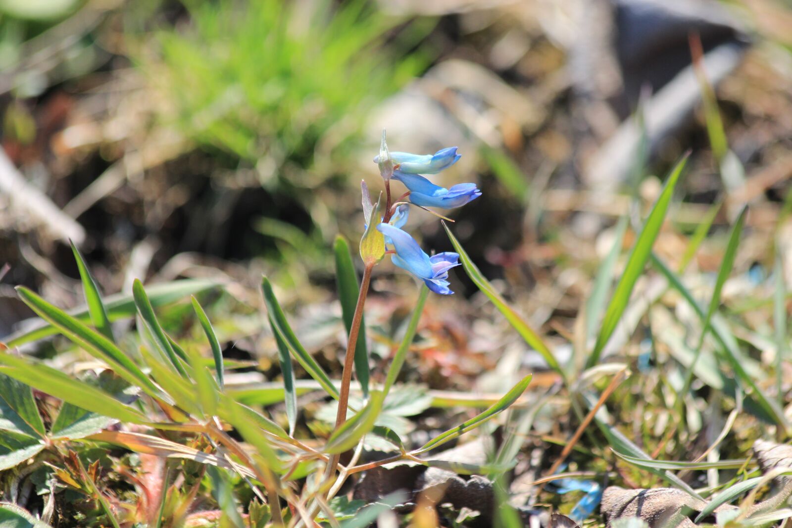 Canon EOS 650D (EOS Rebel T4i / EOS Kiss X6i) sample photo. Corydalis, corydalis ambigua, corydalis photography