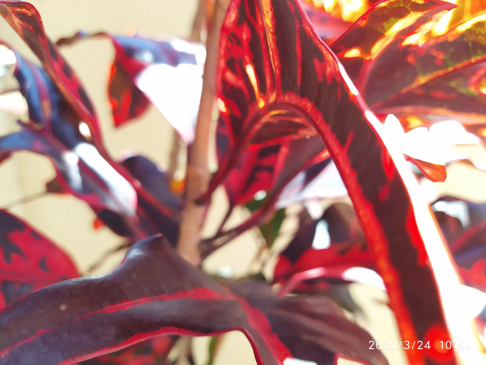 Xiaomi Redmi Note 7 sample photo. The red plant, close photography