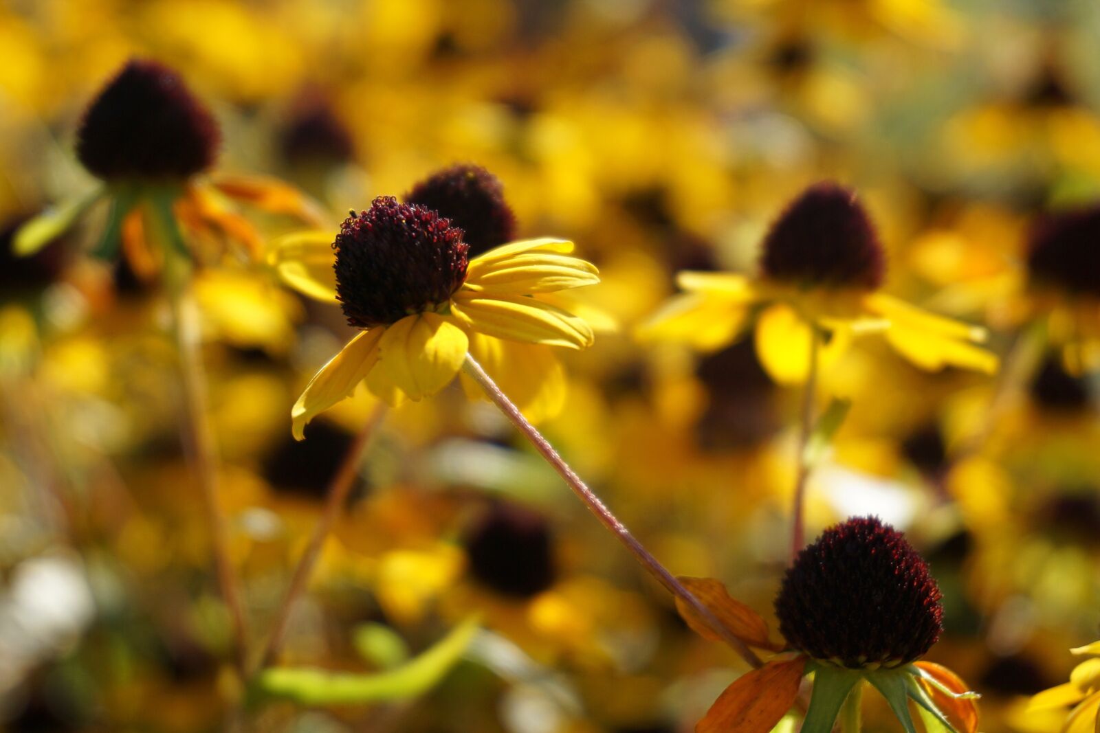 Sony a6000 sample photo. Coneflower, flower, yellow photography