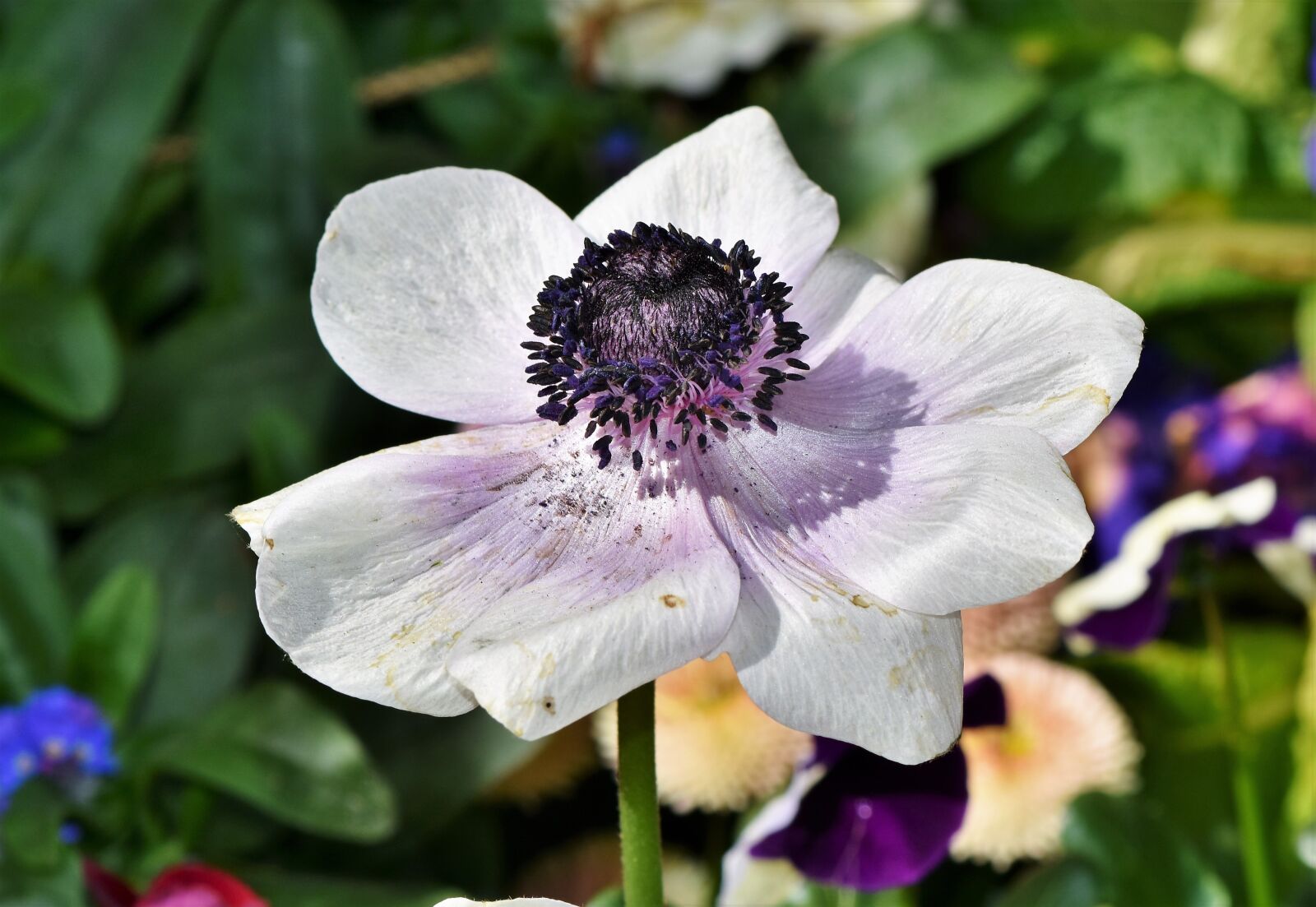 Nikon D7200 sample photo. Poppy, mohngewaechs, blossom photography