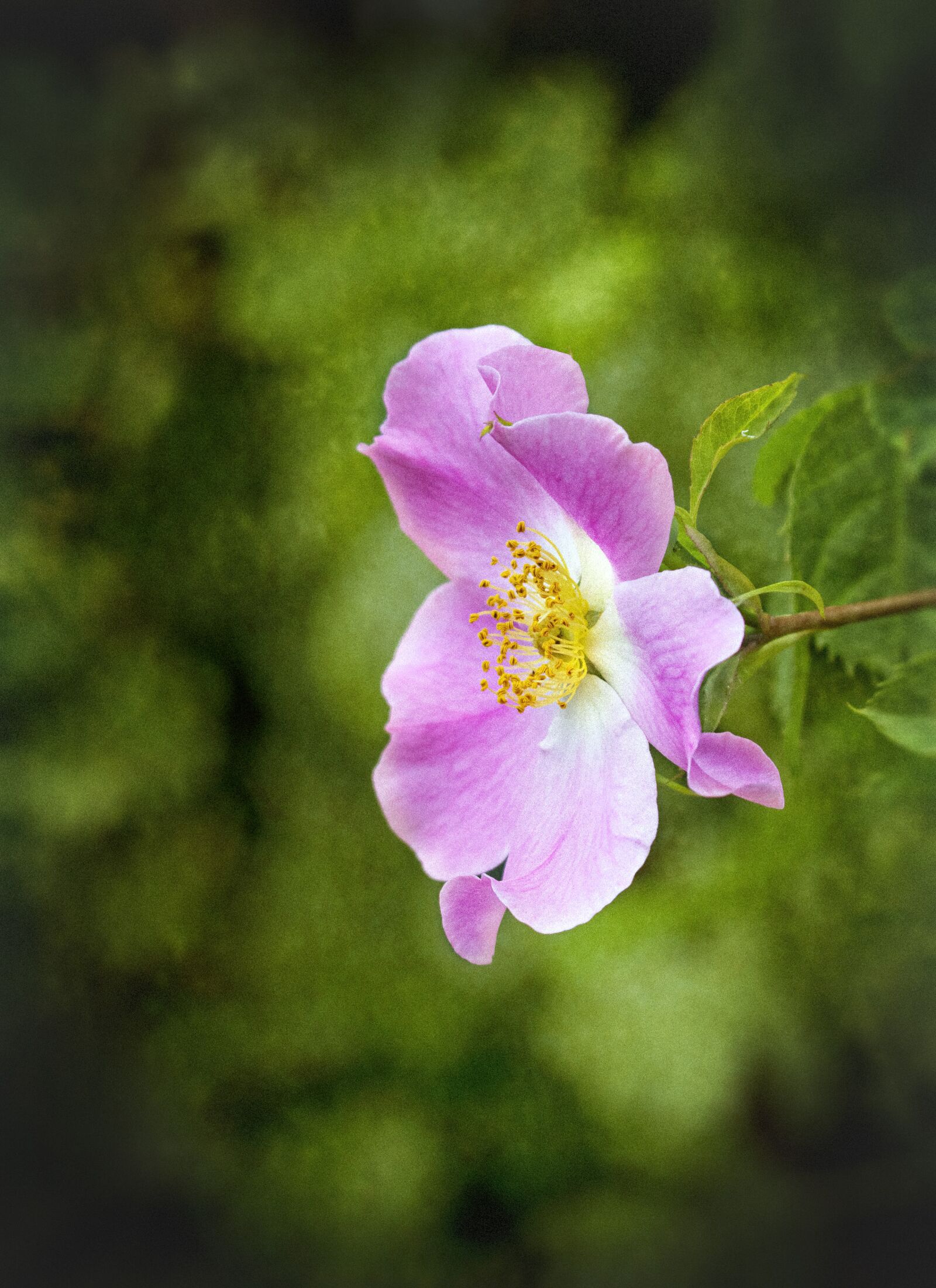 Sigma 100-400mm F5-6.3 DG OS HSM sample photo. Dog rose, wildflower, botany photography
