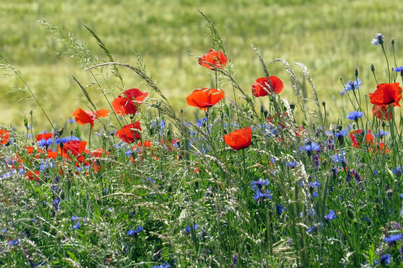 Canon PowerShot SX50 HS sample photo. Poppy, cornflower, edge of photography