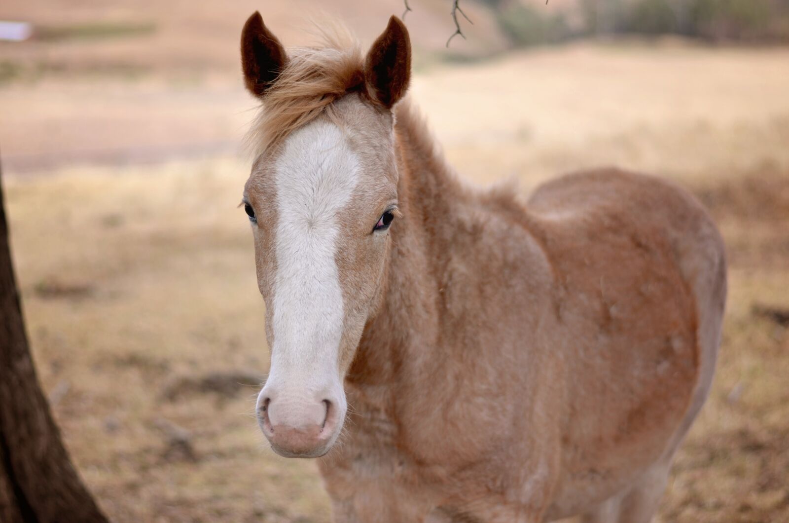 Nikon D5100 sample photo. Animal, horse, meng chong photography