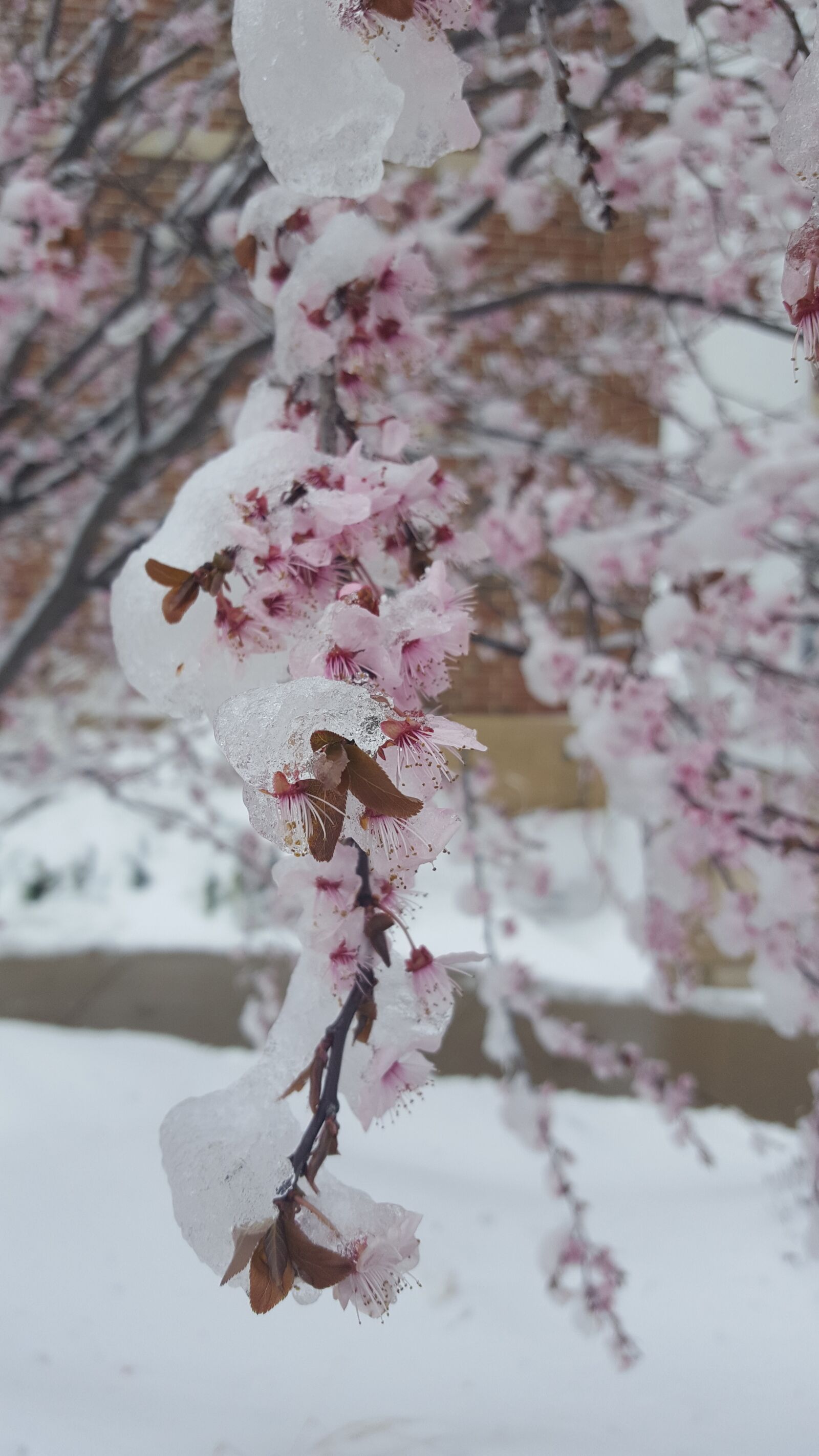 Samsung Galaxy S6 sample photo. Crab apple tree, snow photography