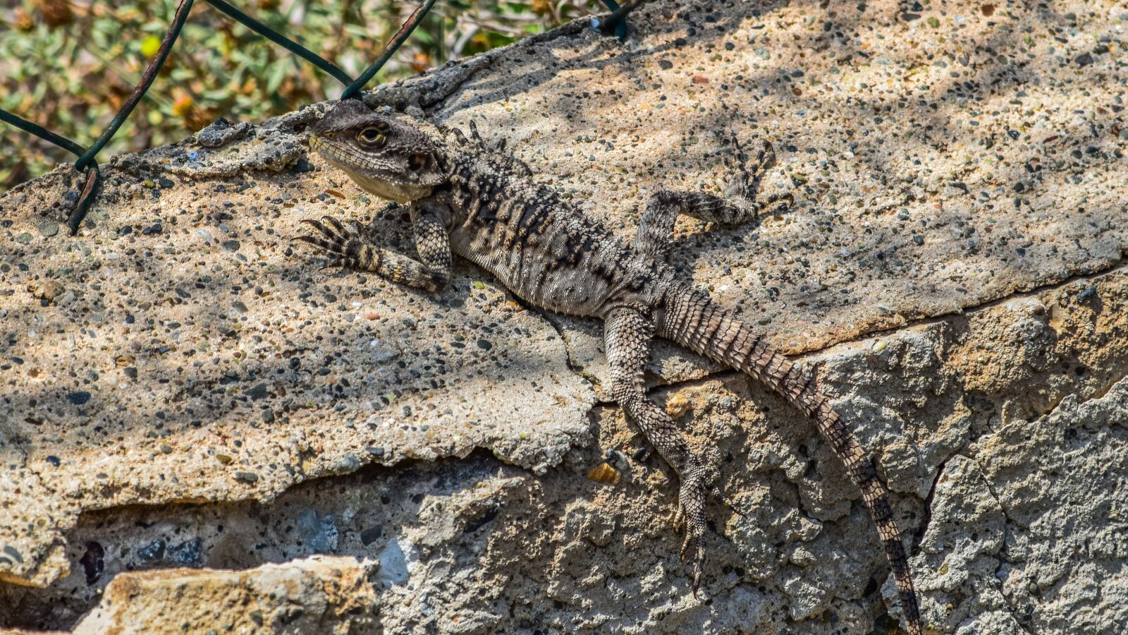 Nikon D3300 sample photo. Lizard, camouflage, nature photography