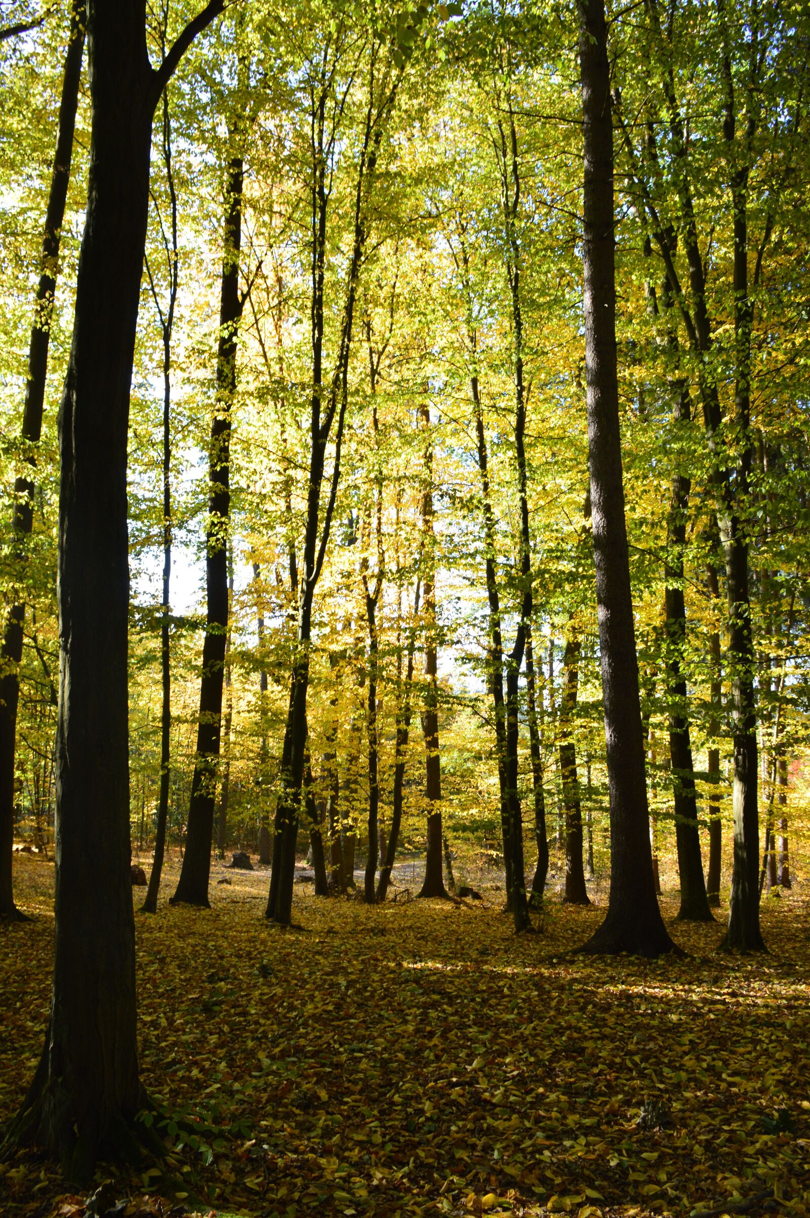 Nikon D3200 sample photo. Forest, autumn, colors photography