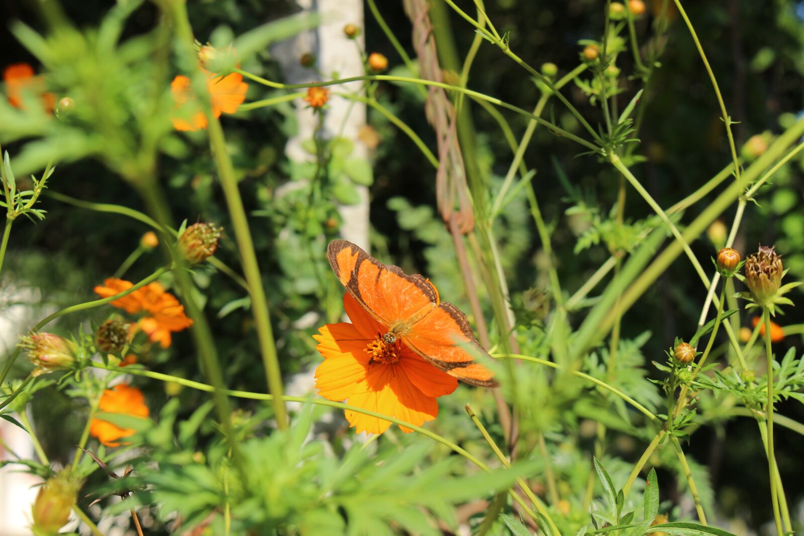 Canon EOS 100D (EOS Rebel SL1 / EOS Kiss X7) sample photo. Butterfly, flower, orange photography