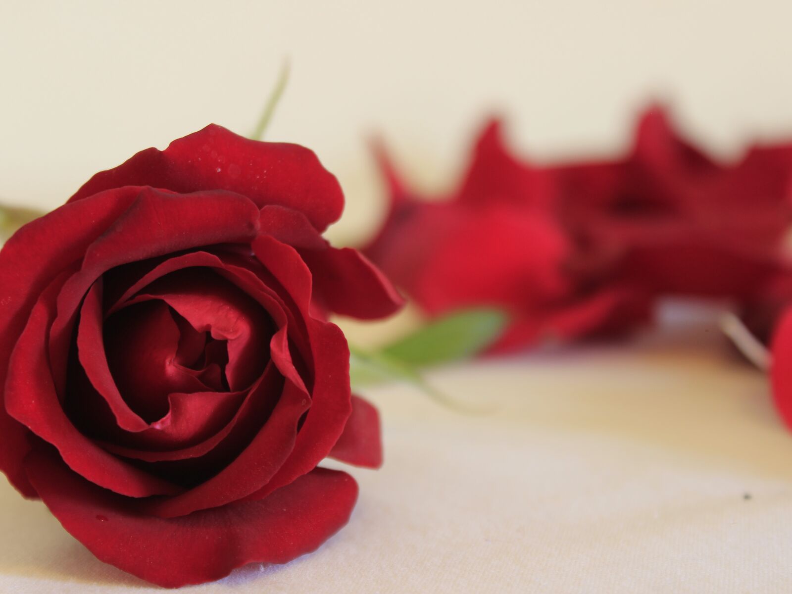 Canon EOS 600D (Rebel EOS T3i / EOS Kiss X5) sample photo. Rosa, nature, flower photography