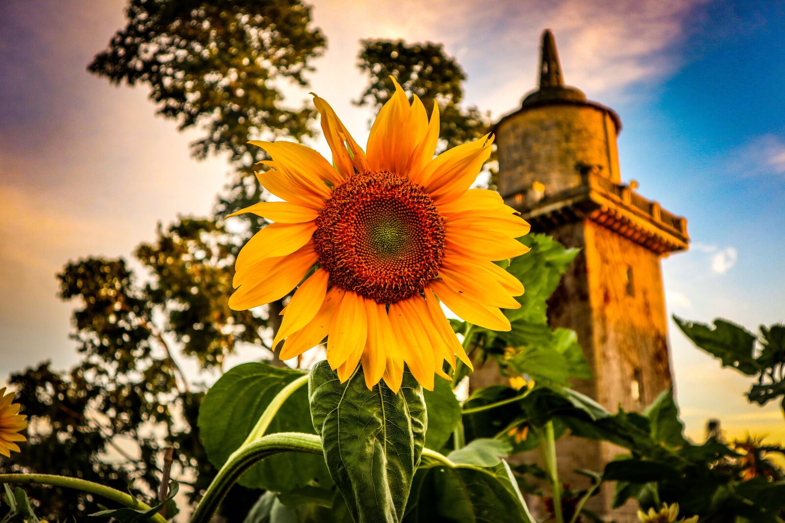 Canon EOS M6 + Canon EF-M 15-45mm F3.5-6.3 IS STM sample photo. Sunflower, castle, blue skies photography