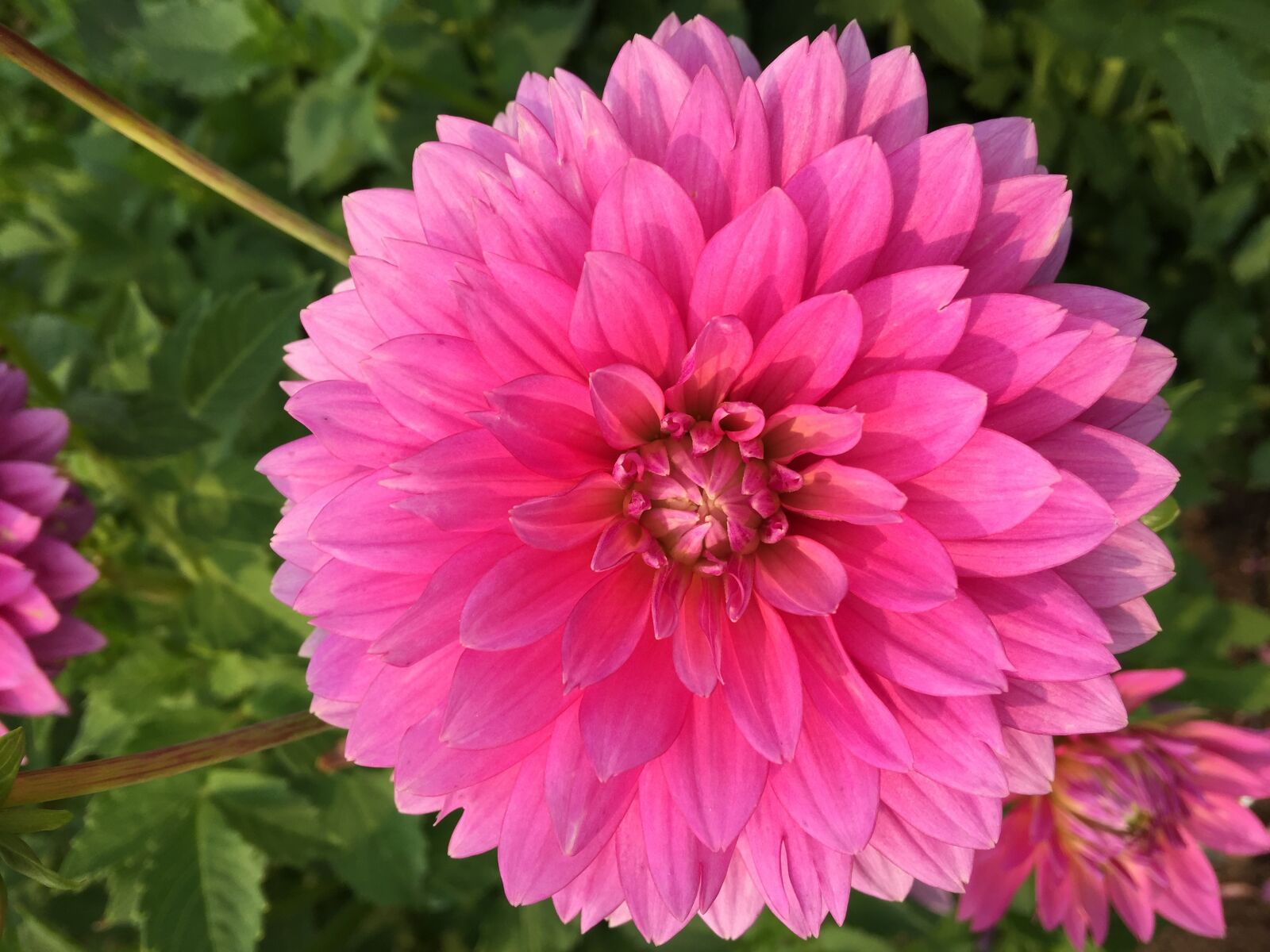 iPhone 6 Plus back camera 4.15mm f/2.2 sample photo. Dahlia, pink, flower photography