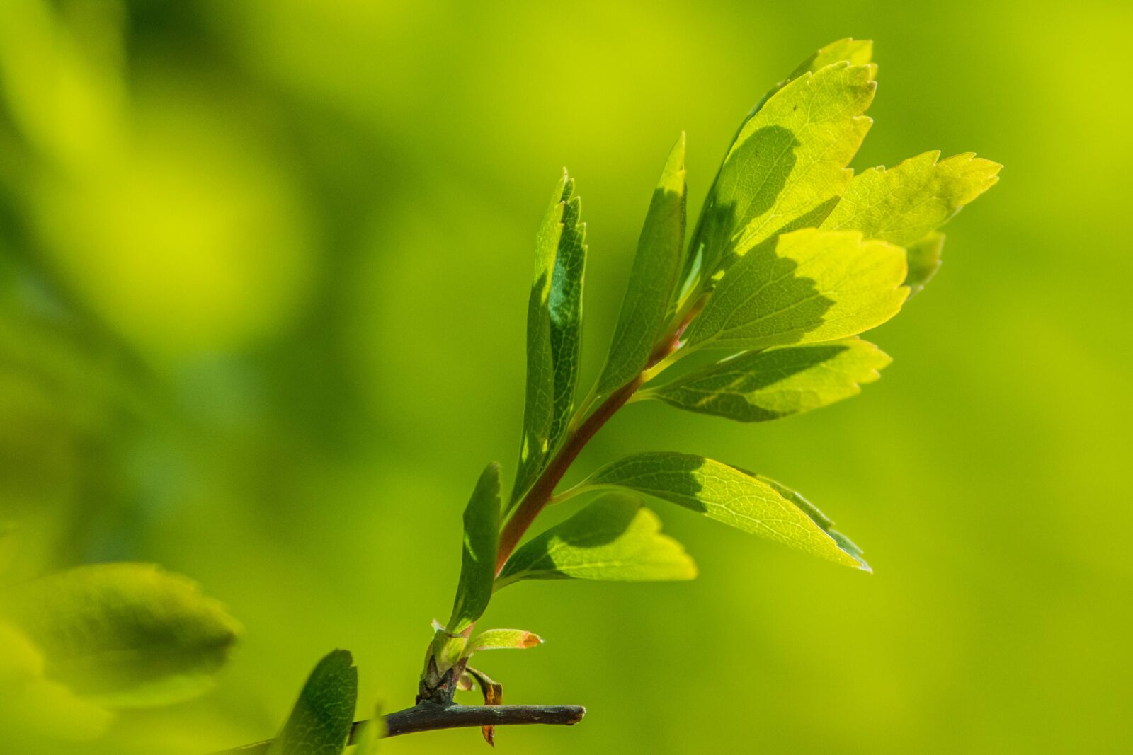 Canon EOS 200D (EOS Rebel SL2 / EOS Kiss X9) sample photo. Greens, leaves, green photography