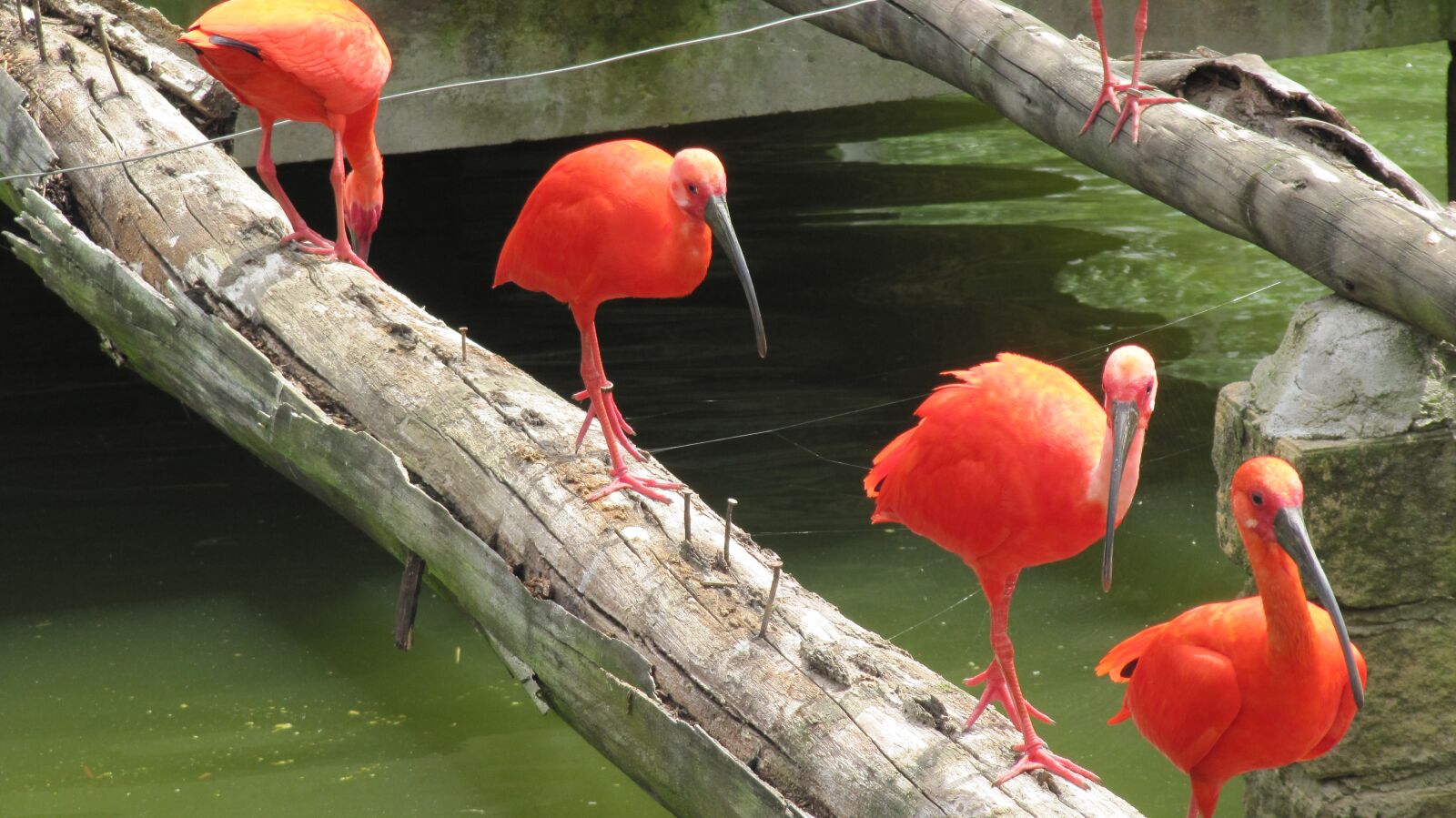 Canon PowerShot SX200 IS sample photo. Flamingo, orange, bird photography