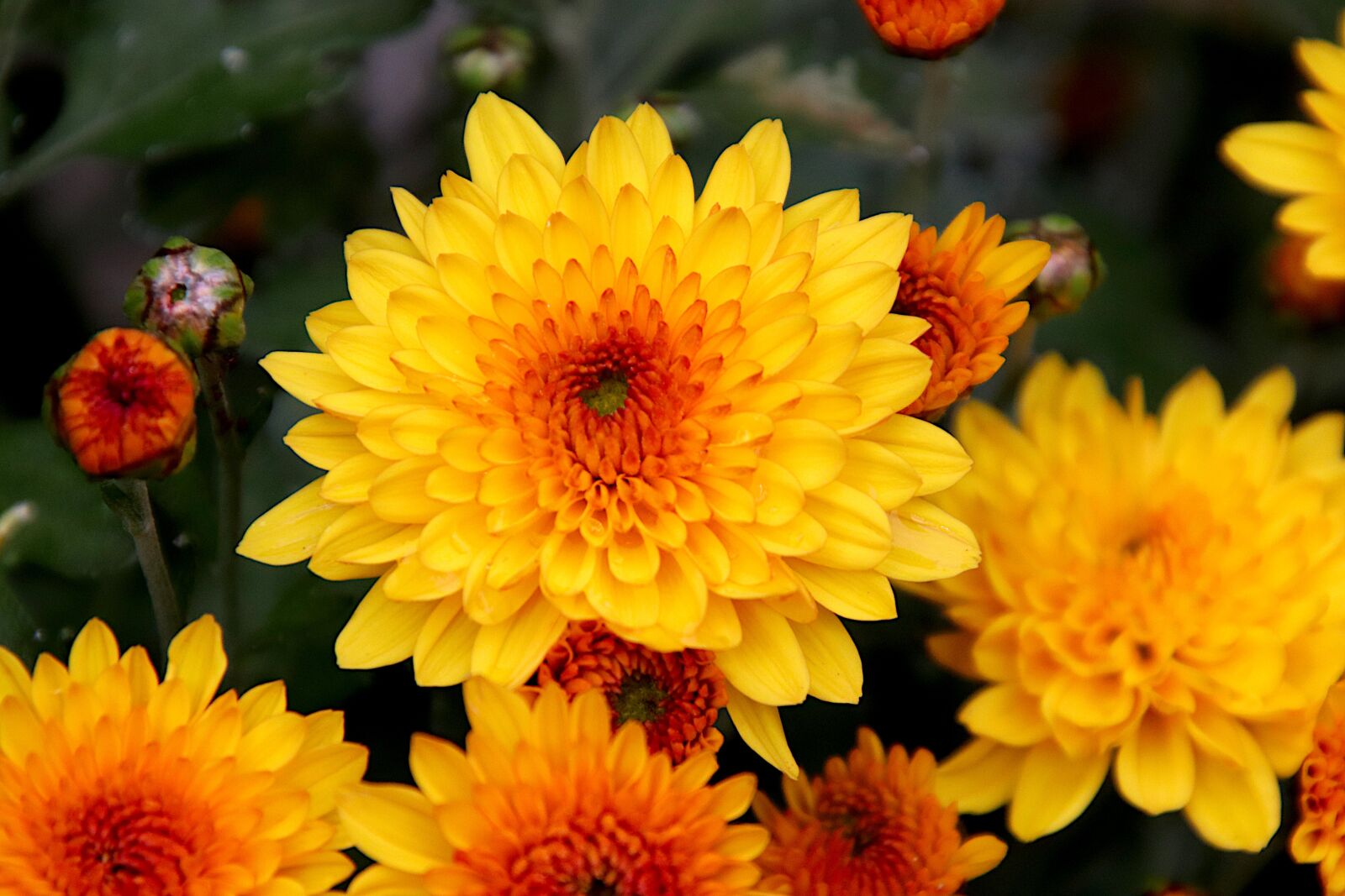 Canon EOS 800D (EOS Rebel T7i / EOS Kiss X9i) sample photo. Chrysanthemum, flowers, plants photography
