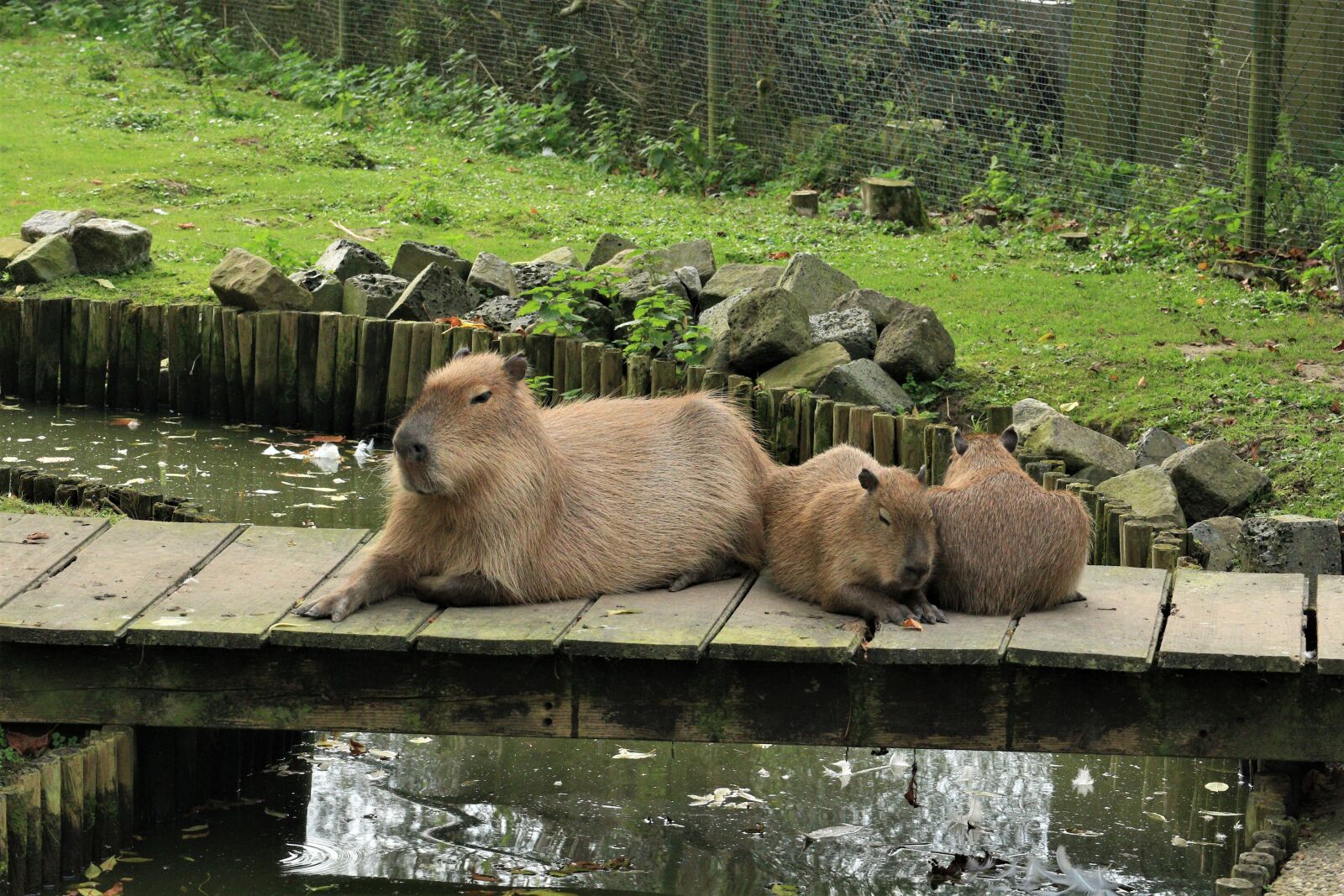 Canon EOS M10 + Canon EF-M 55-200mm F4.5-6.3 IS STM sample photo. Capybara, faunapark, animal park photography