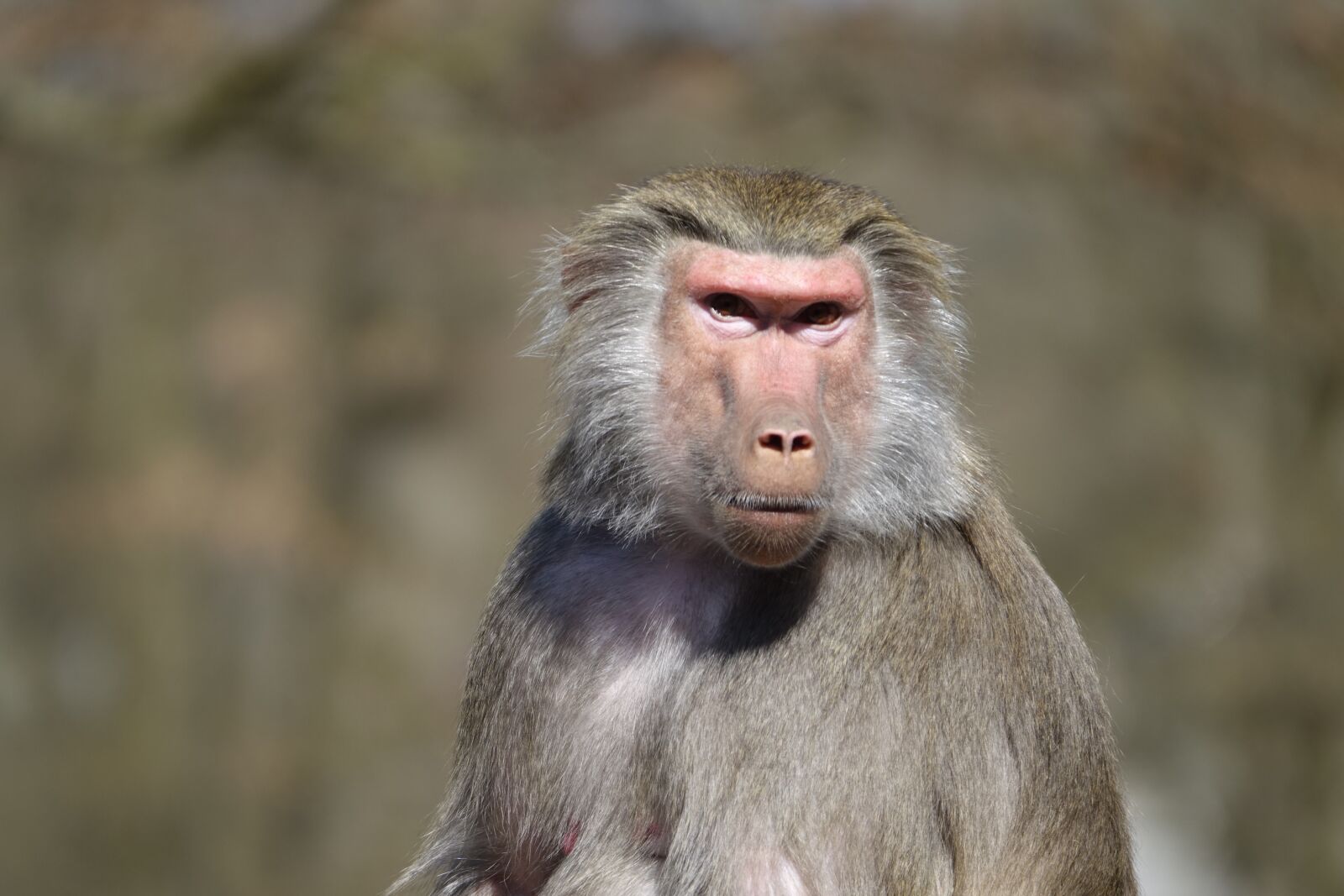 Sony Cyber-shot DSC-RX10 III sample photo. Monkey, zoo, hellabrunn photography