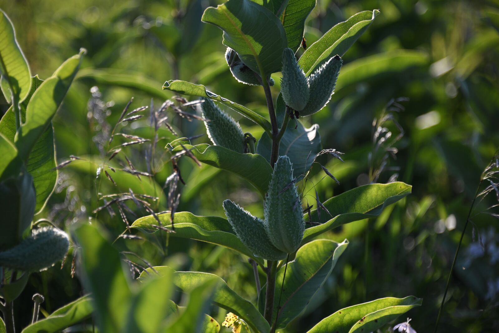 Nikon D850 sample photo. Milkweed, pod, plant photography