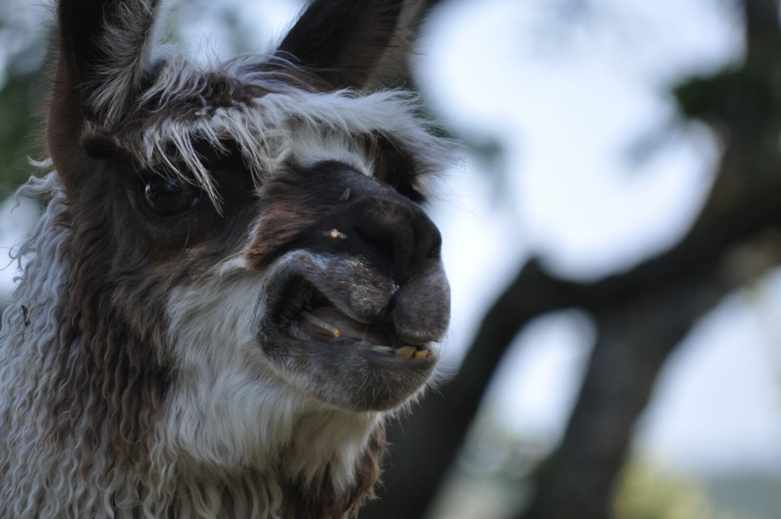 Nikon D5000 sample photo. Lama, alpaca, hairy photography