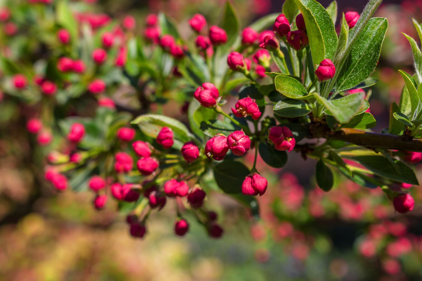 Canon EOS 700D (EOS Rebel T5i / EOS Kiss X7i) sample photo. Spring, bud, blossom photography