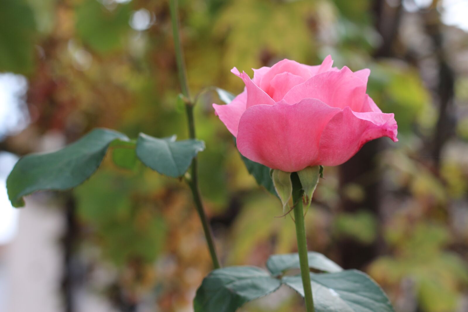 Canon EF 50mm F1.8 STM sample photo. Pink, rose, floral photography