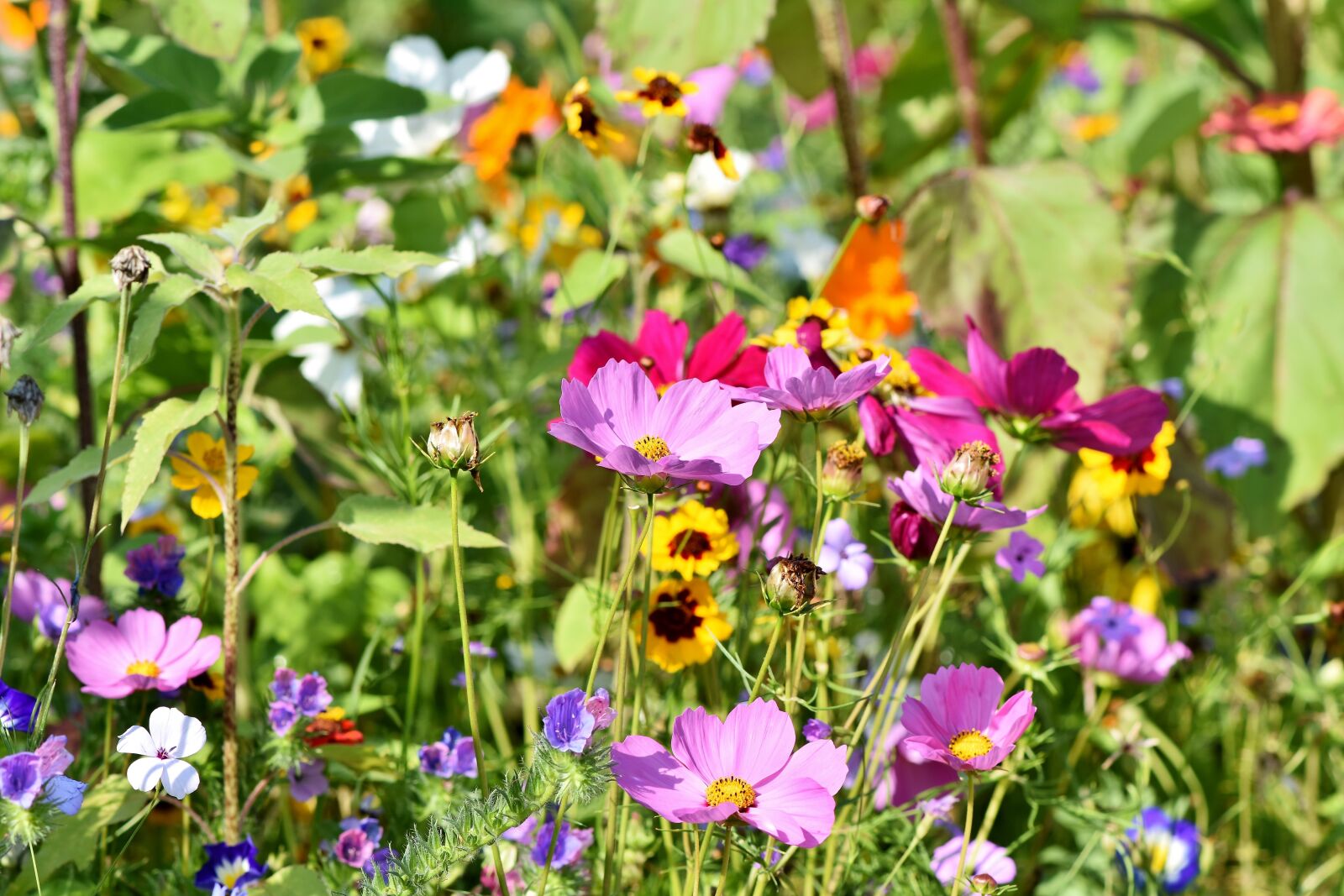 Nikon D7200 sample photo. Flower meadow, flowers, wildflowers photography