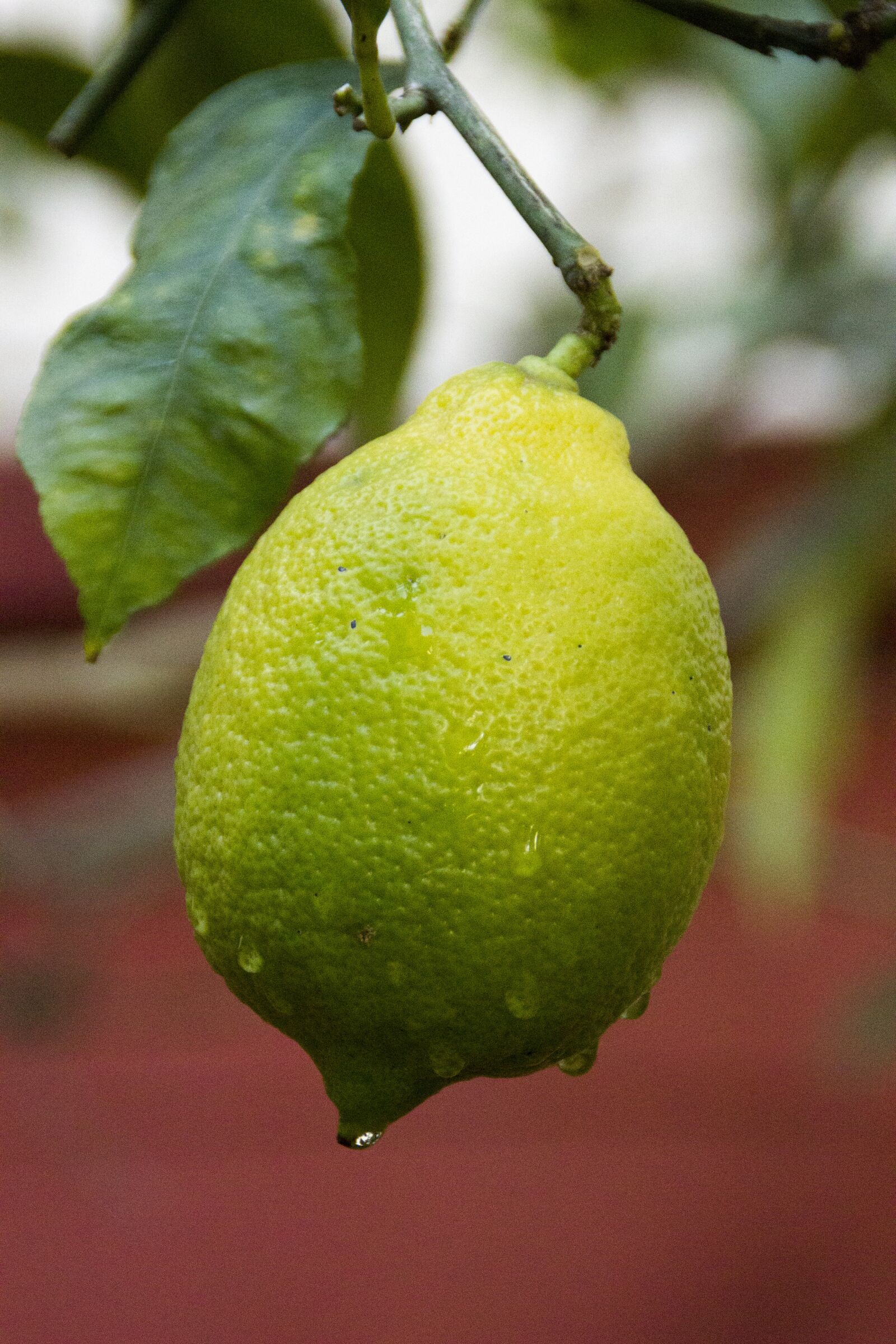 Canon EOS 600D (Rebel EOS T3i / EOS Kiss X5) sample photo. Lemon, tree, garden photography