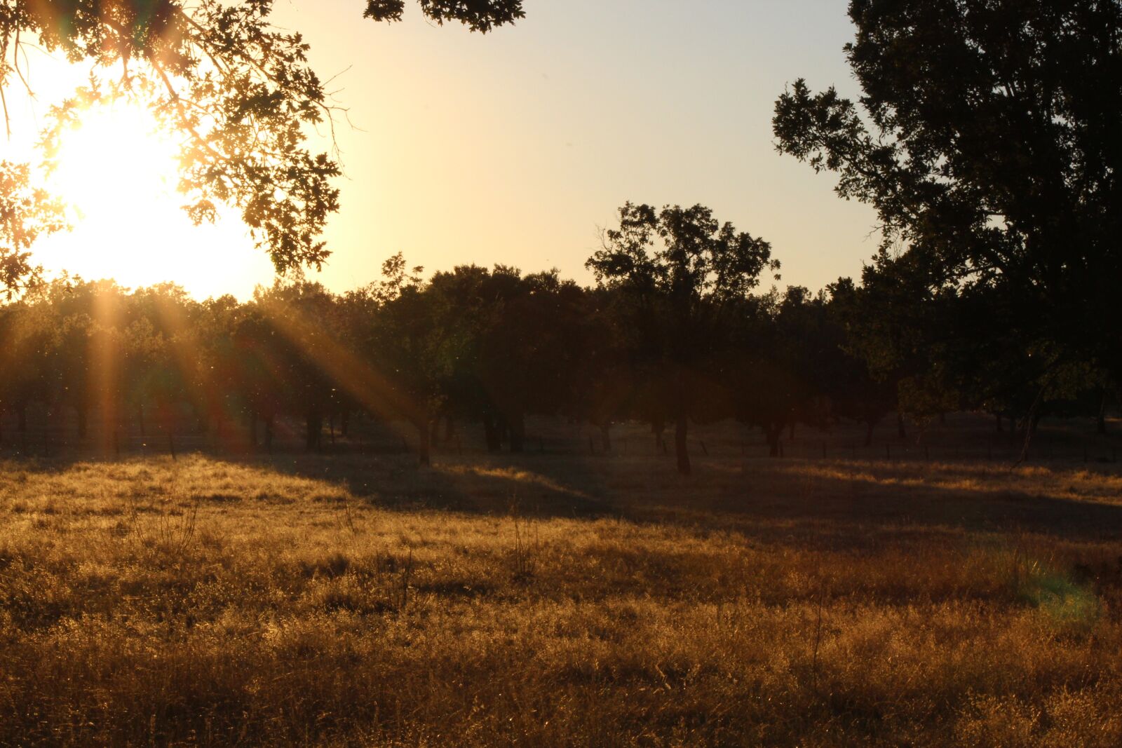 Canon EF 75-300mm f/4-5.6 sample photo. Dehesa, oak trees, sunset photography