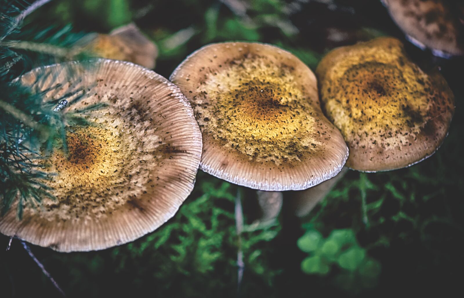 Nikon D7200 sample photo. Mushrooms, forest floor, nature photography