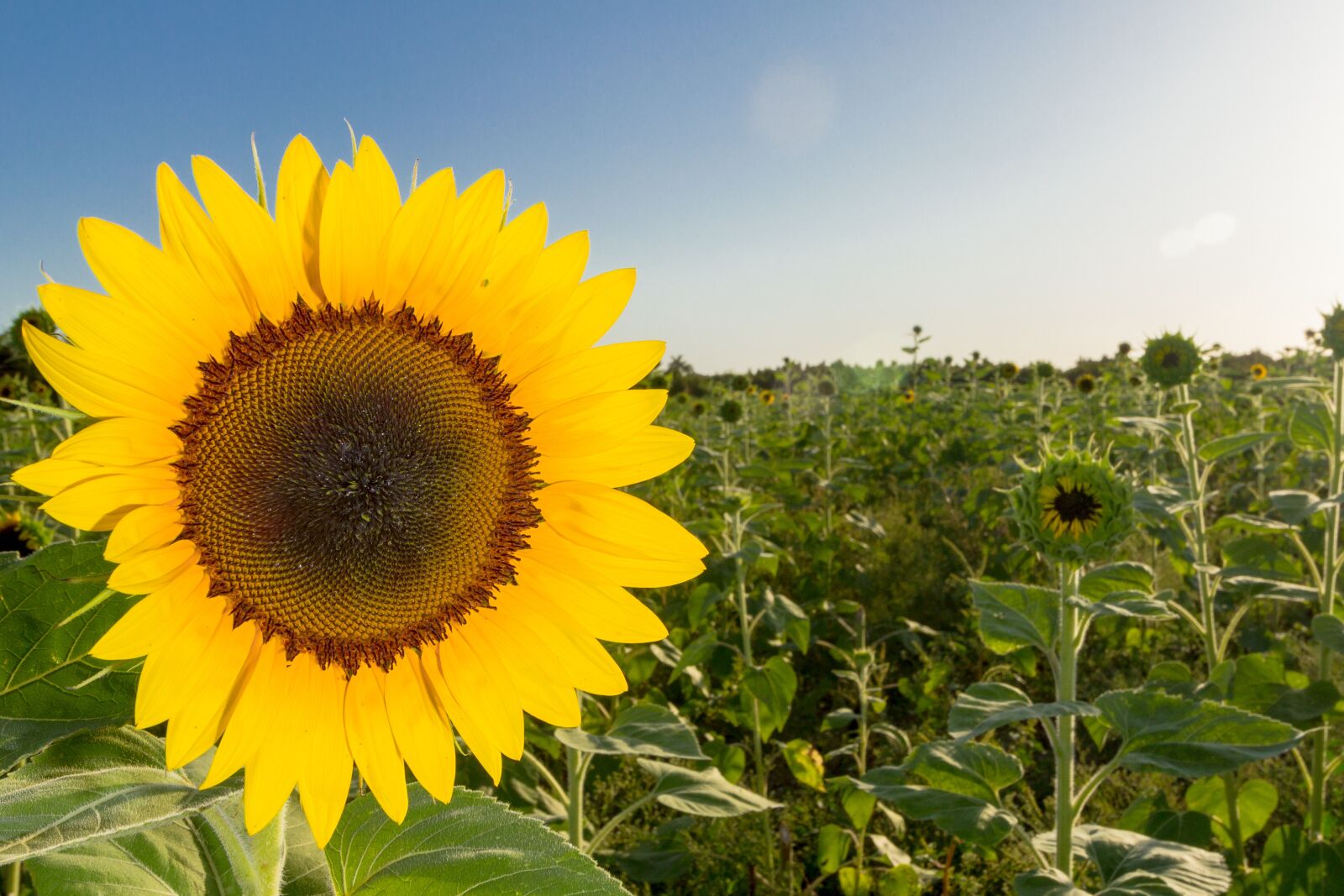 Canon EOS 60D sample photo. Flower, sunflowers, plant photography