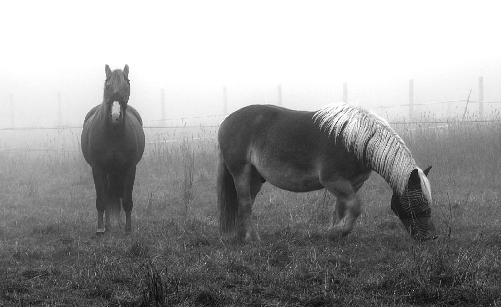 Canon EOS 450D (EOS Rebel XSi / EOS Kiss X2) sample photo. Horses, horse in mist photography
