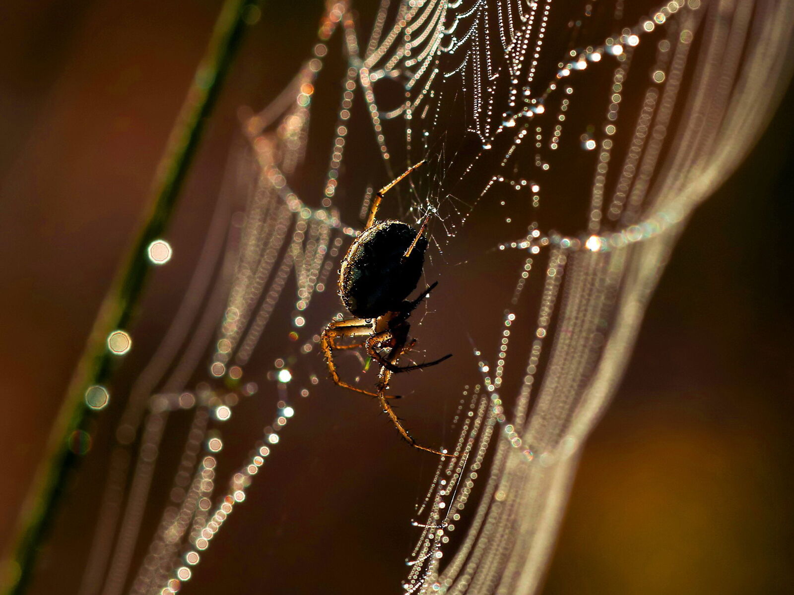 Nikon D300S sample photo. Spider, spider web, insect photography