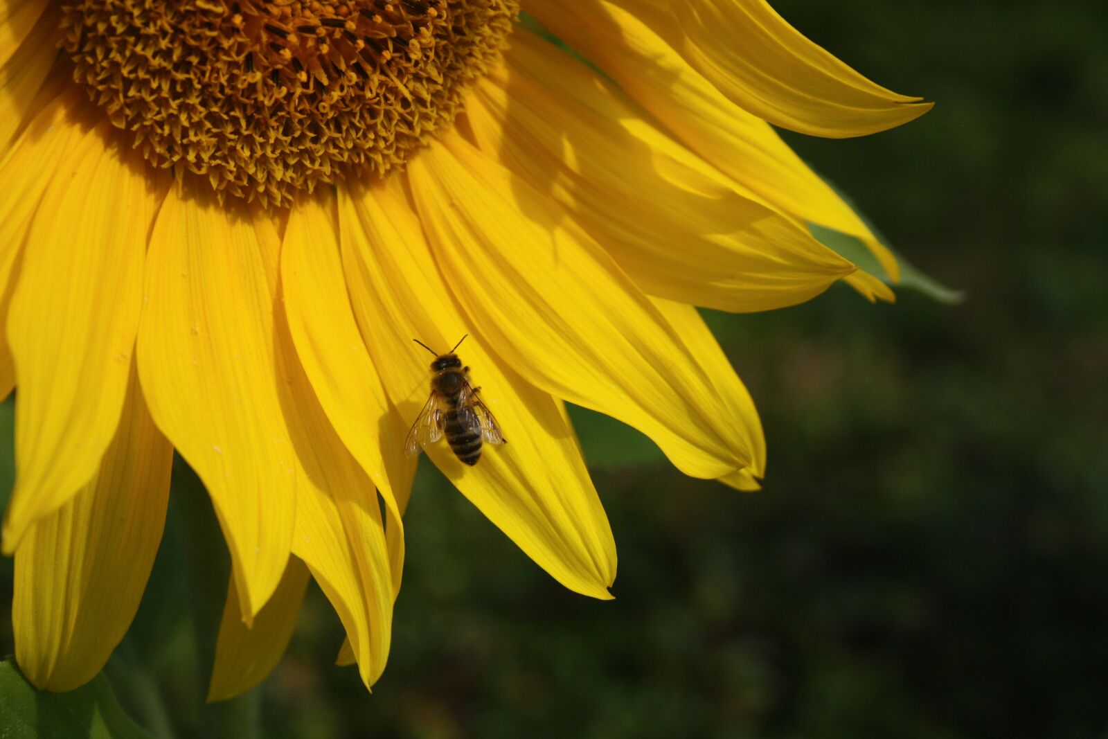 Canon EOS 1000D (EOS Digital Rebel XS / EOS Kiss F) sample photo. Sunflower, blossom, bloom photography