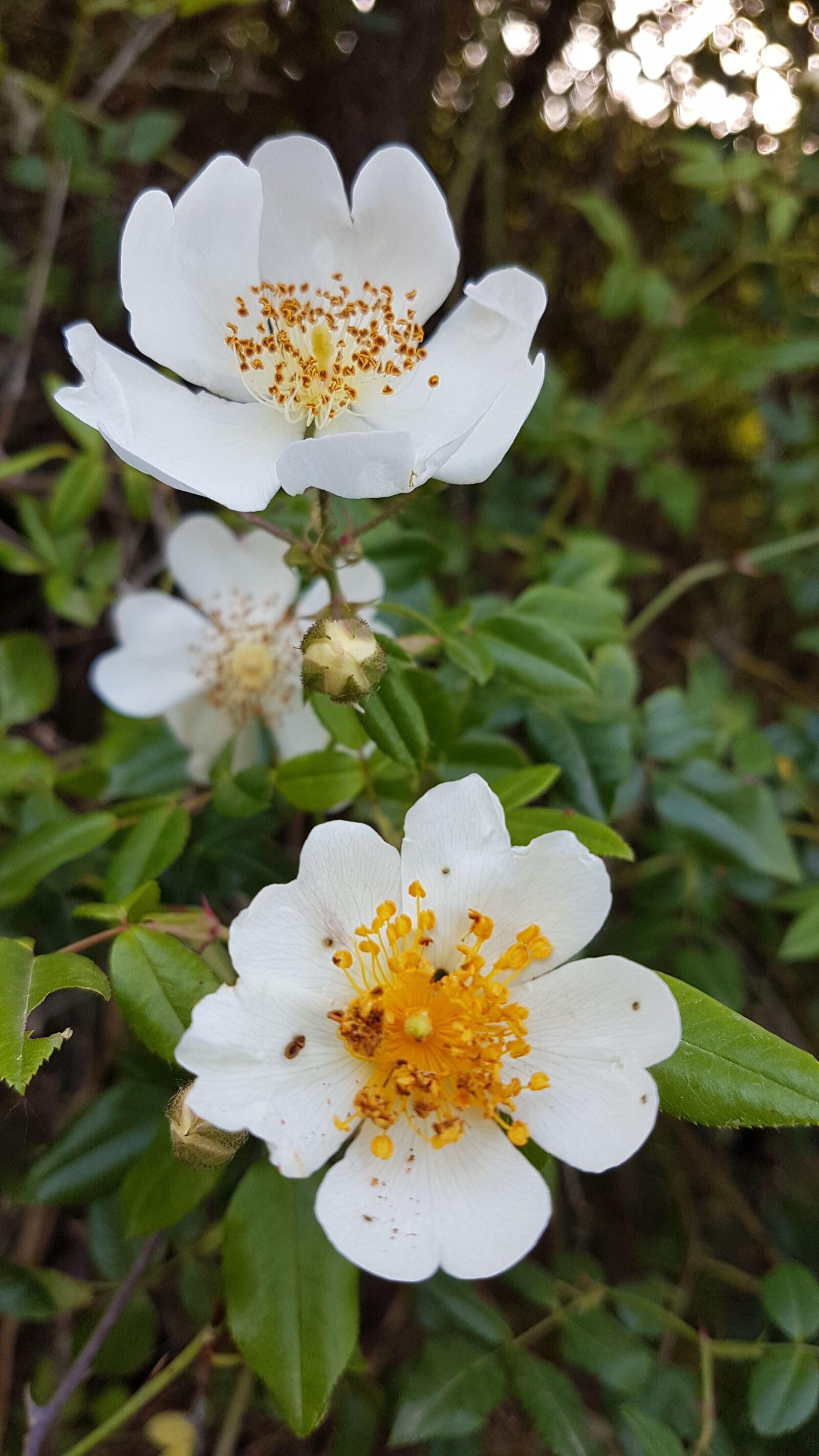 Samsung Galaxy S7 Edge sample photo. Rosa, flower, flowers photography