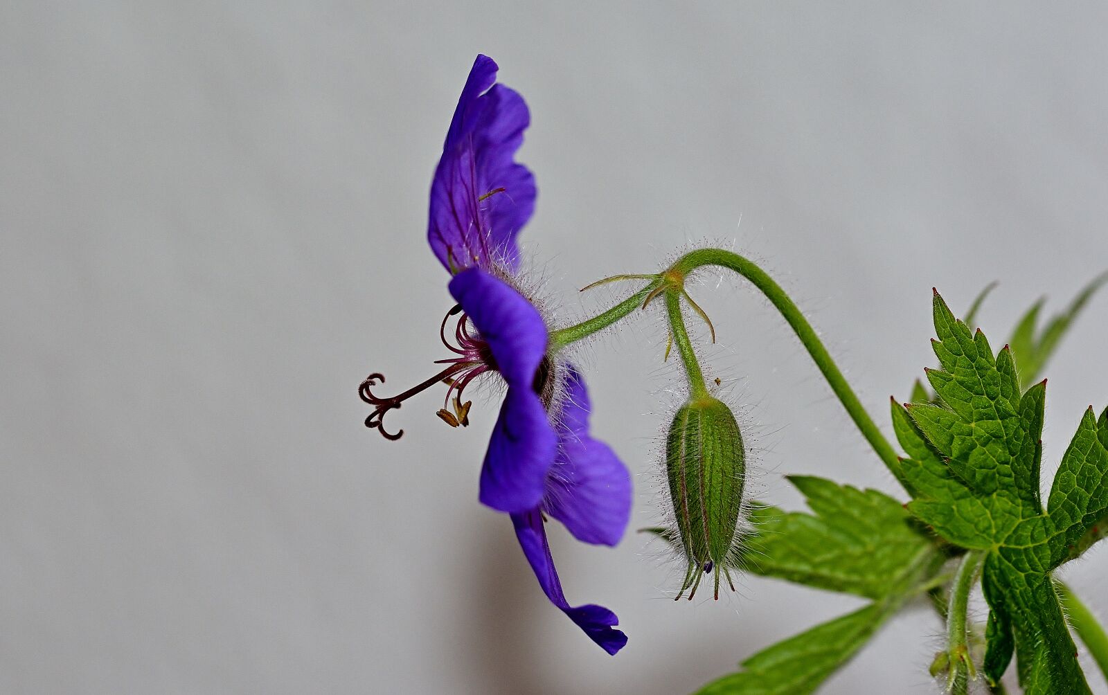 Nikon D5200 sample photo. Blossom, bloom, cranesbill photography