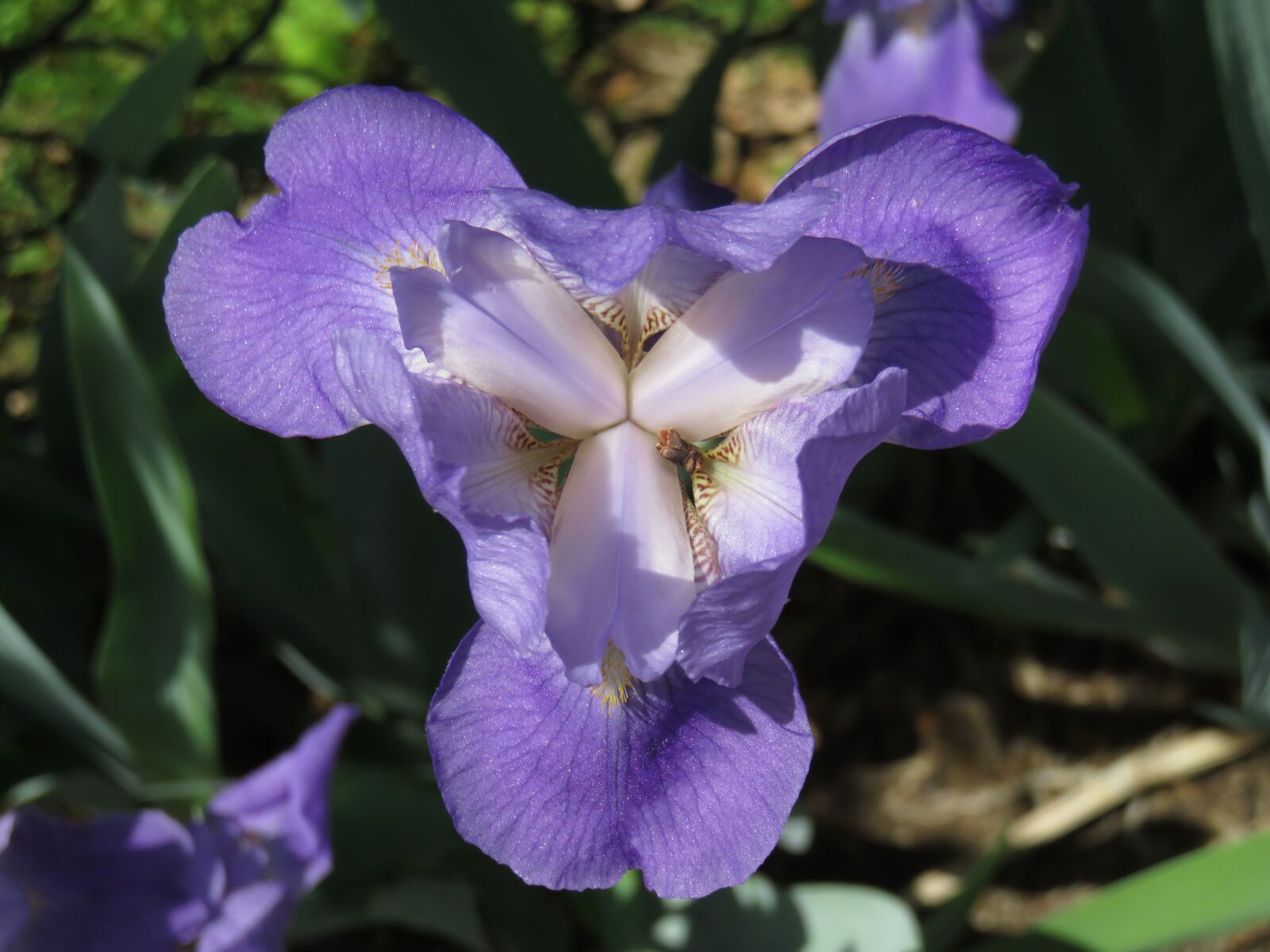 Canon PowerShot SX710 HS sample photo. Iris, purple, flower photography