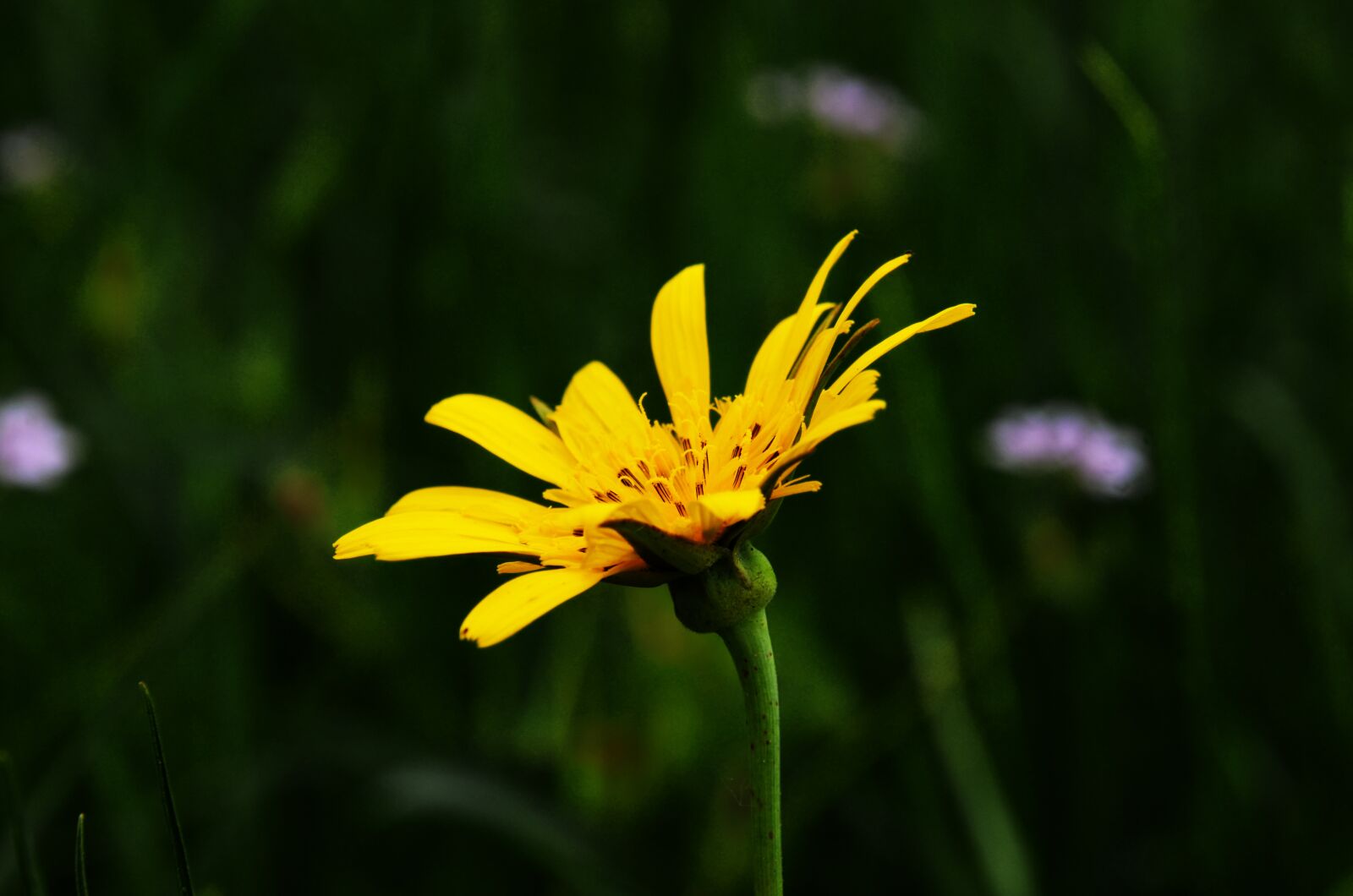 Nikon D7000 sample photo. Flower, spurge, wildflower photography
