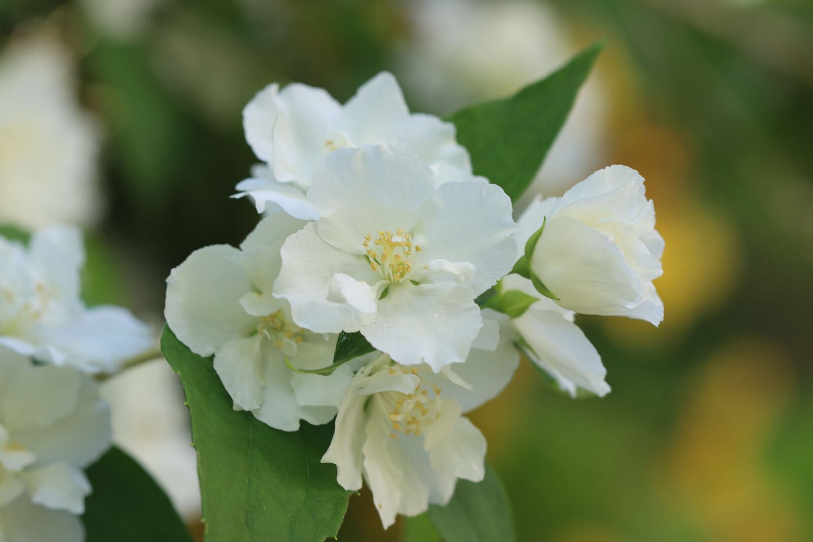 Canon EOS 90D sample photo. Flower, white, shrub photography