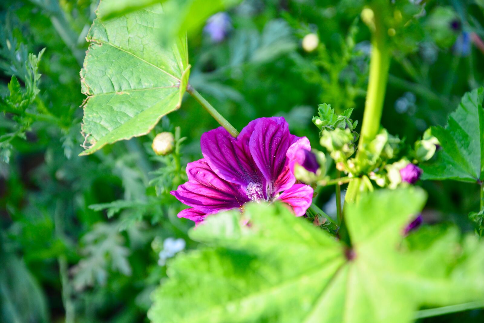 Nikon D5200 sample photo. Blossom, bloom, hidden photography