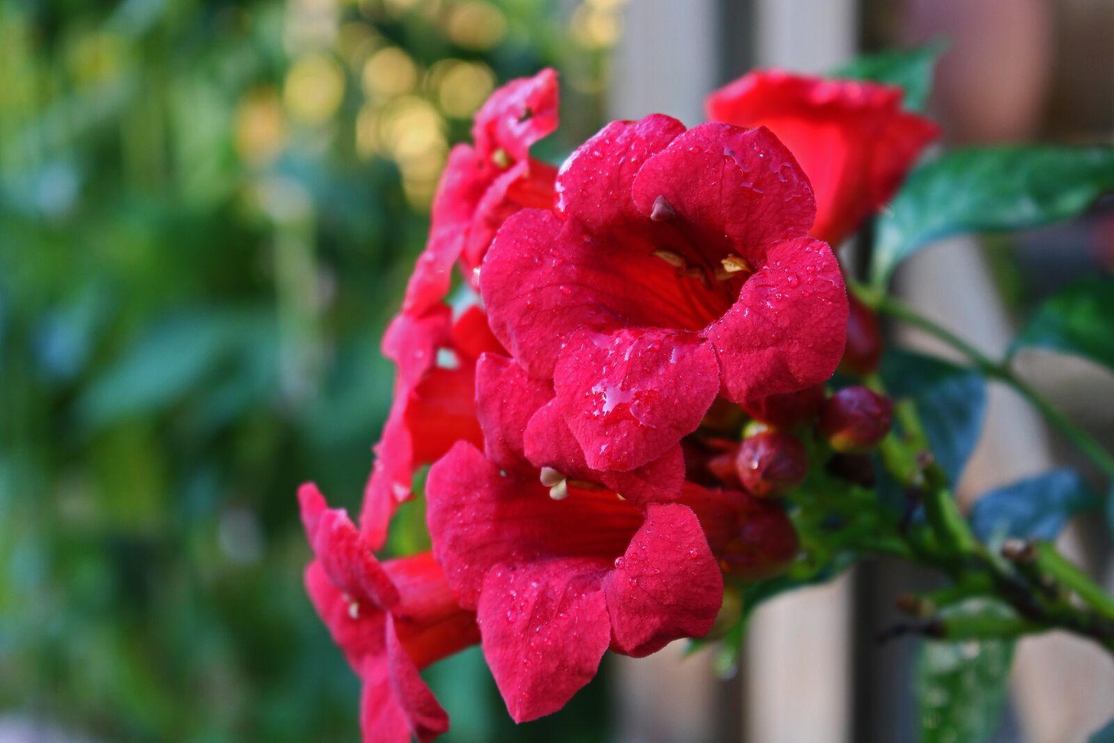 Canon EOS 700D (EOS Rebel T5i / EOS Kiss X7i) sample photo. Stans, climber plant, funnel photography