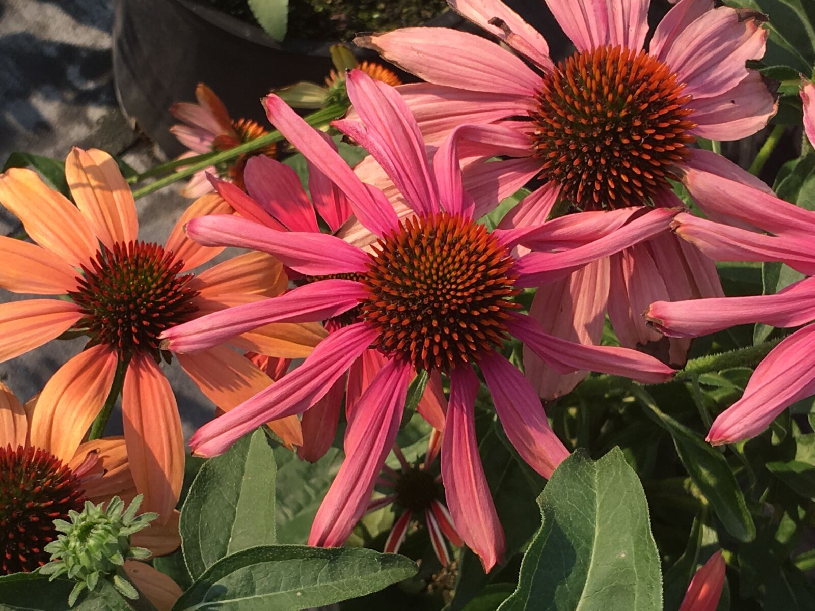 Apple iPhone 6s Plus sample photo. Flowers, lindas, rosa photography
