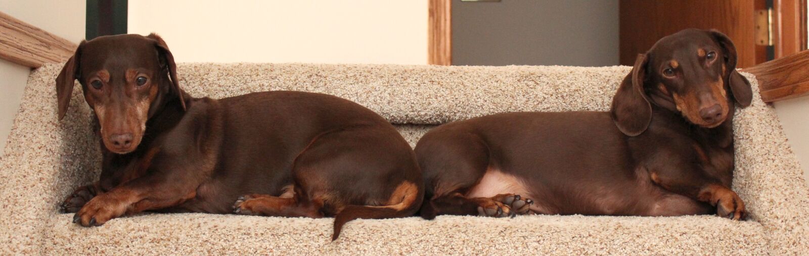 Canon EOS 600D (Rebel EOS T3i / EOS Kiss X5) sample photo. Dog, dachshund, cute photography