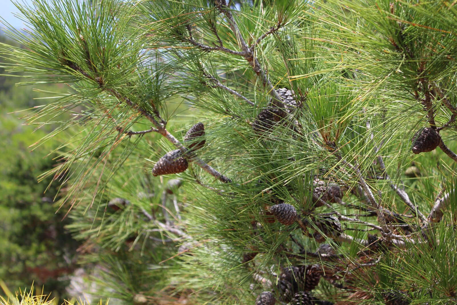 Canon EOS 1200D (EOS Rebel T5 / EOS Kiss X70 / EOS Hi) sample photo. Cones photography