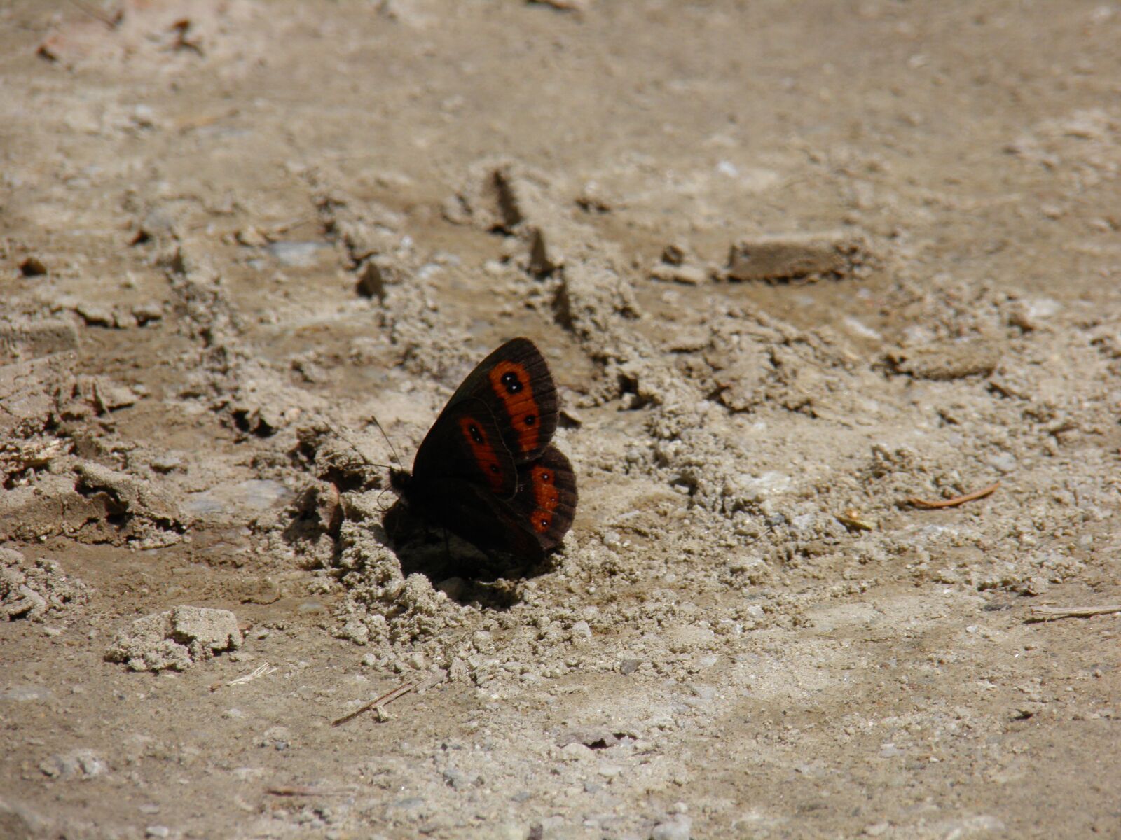 Olympus SP800UZ sample photo. Butterfly, butterflies, sand photography