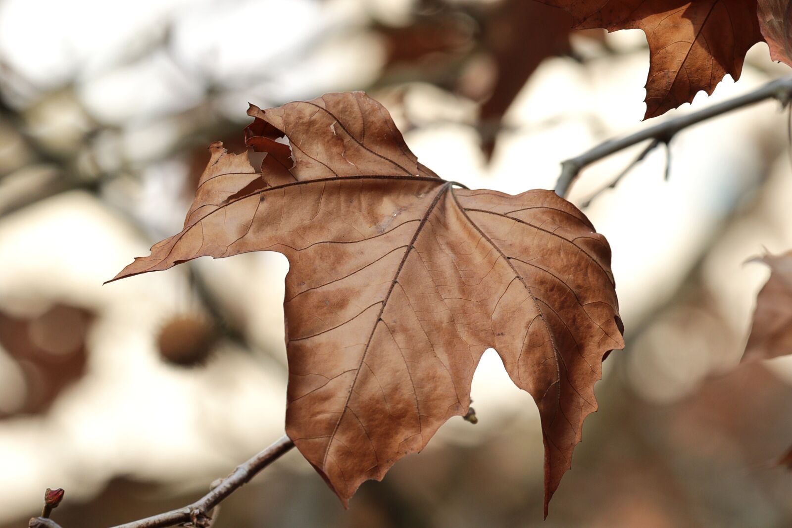 Canon EOS 7D Mark II sample photo. Tree, brown, branch photography