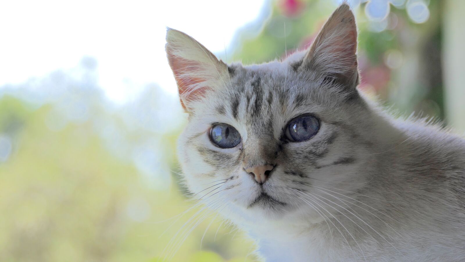 Panasonic Lumix DMC-FZ2500 (Lumix DMC-FZ2000) sample photo. Cat, head, white grey photography
